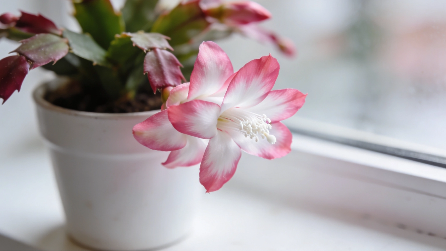 care-of-christmas-cactus