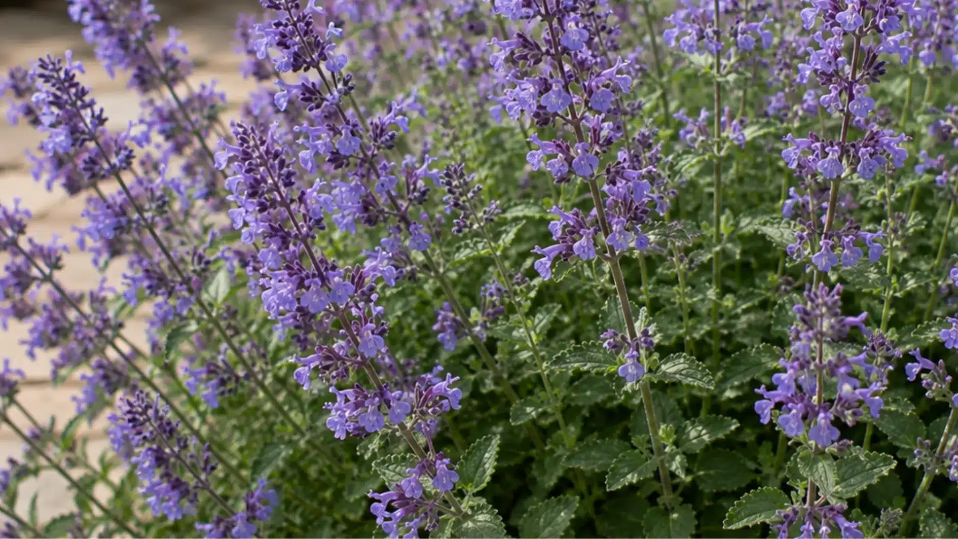 A dense patch of catmint (Nepeta) in full bloom displaying numerous spikes of small, vibrant lavender-purple flowers above light green foliage.