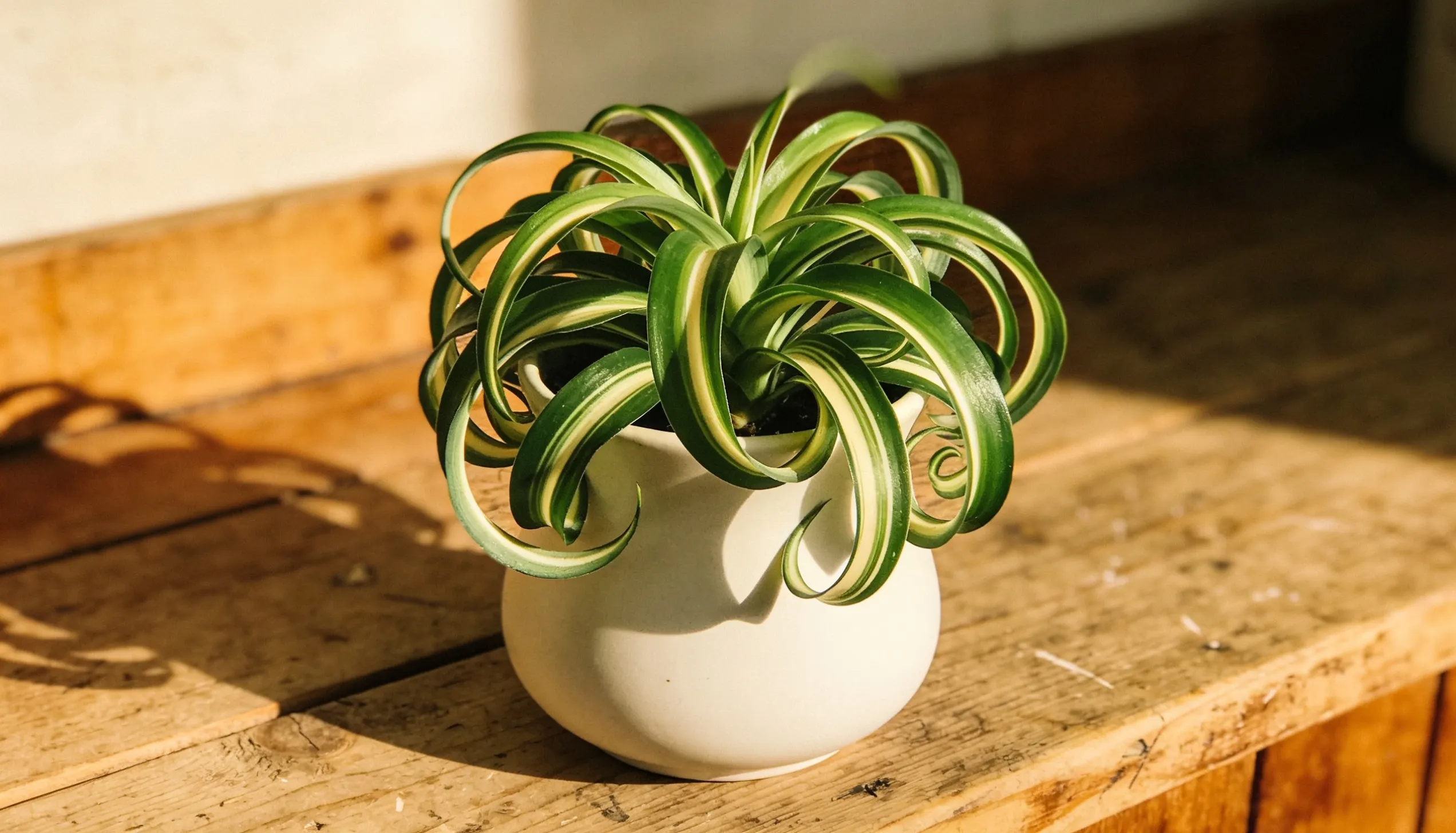 curly-spider-plant
