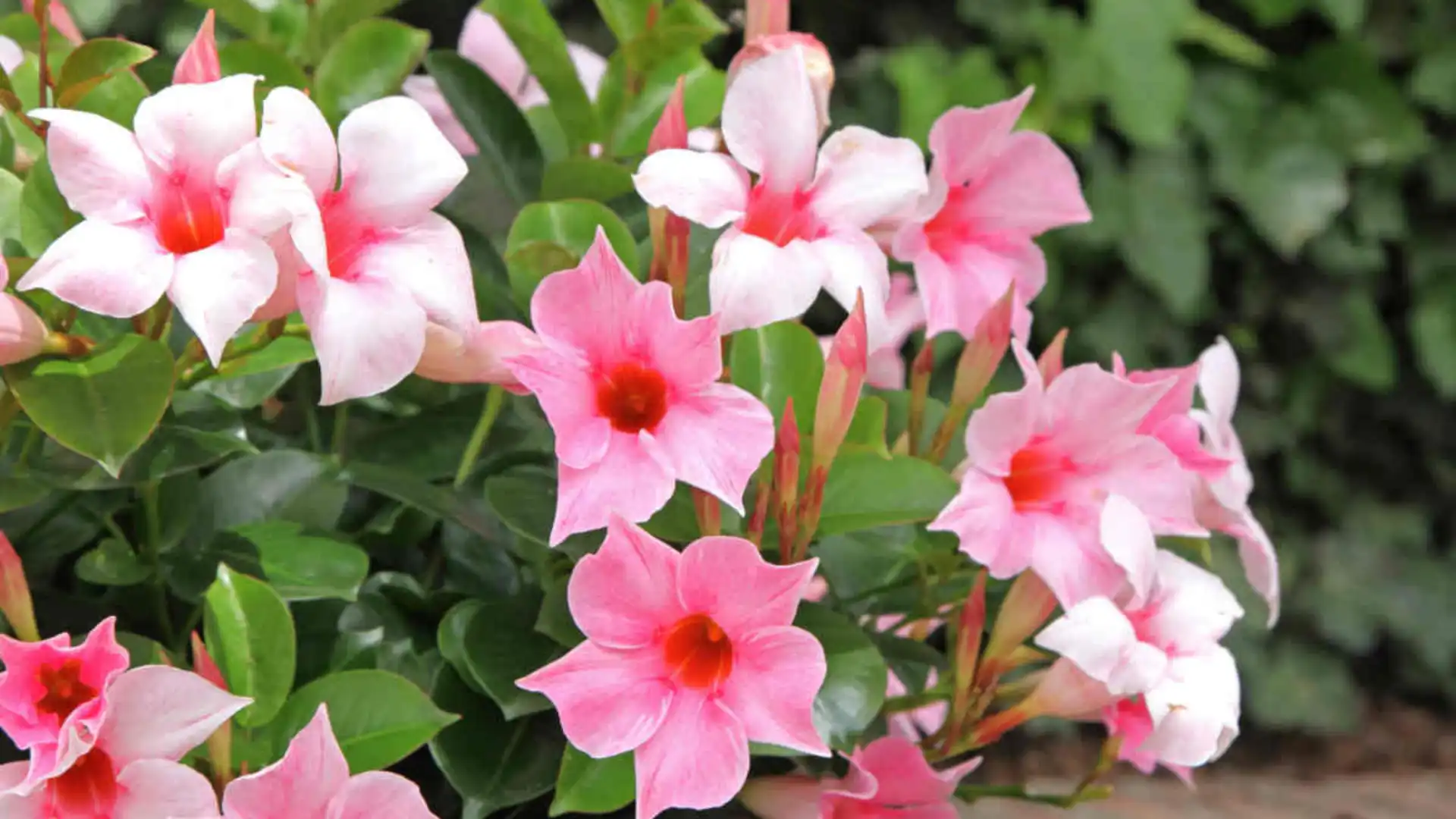 Cluster of vibrant pink and white Dipladenia flowers blooming among glossy green foliage against a dark green, blurred background.