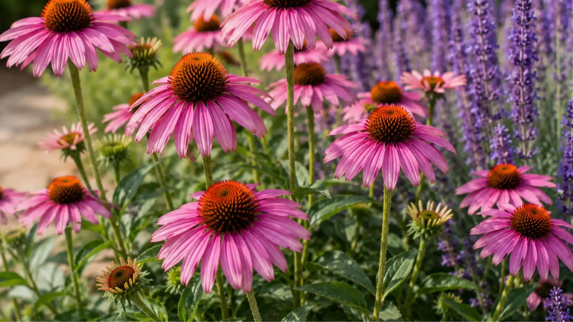 echinacea-coneflower