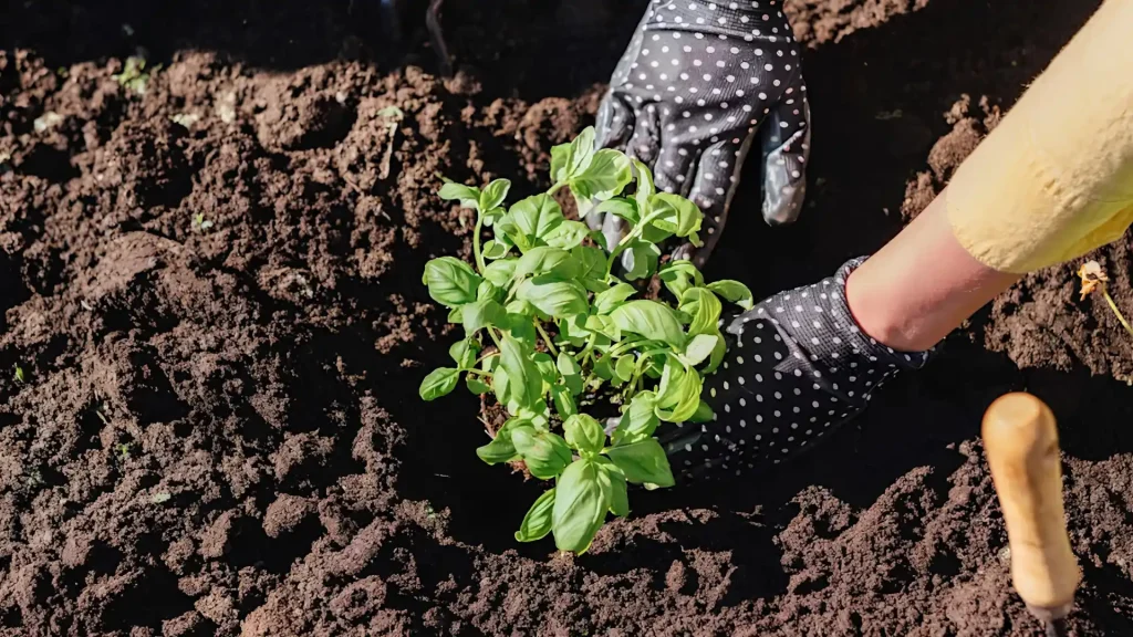 growing-basil-at-home