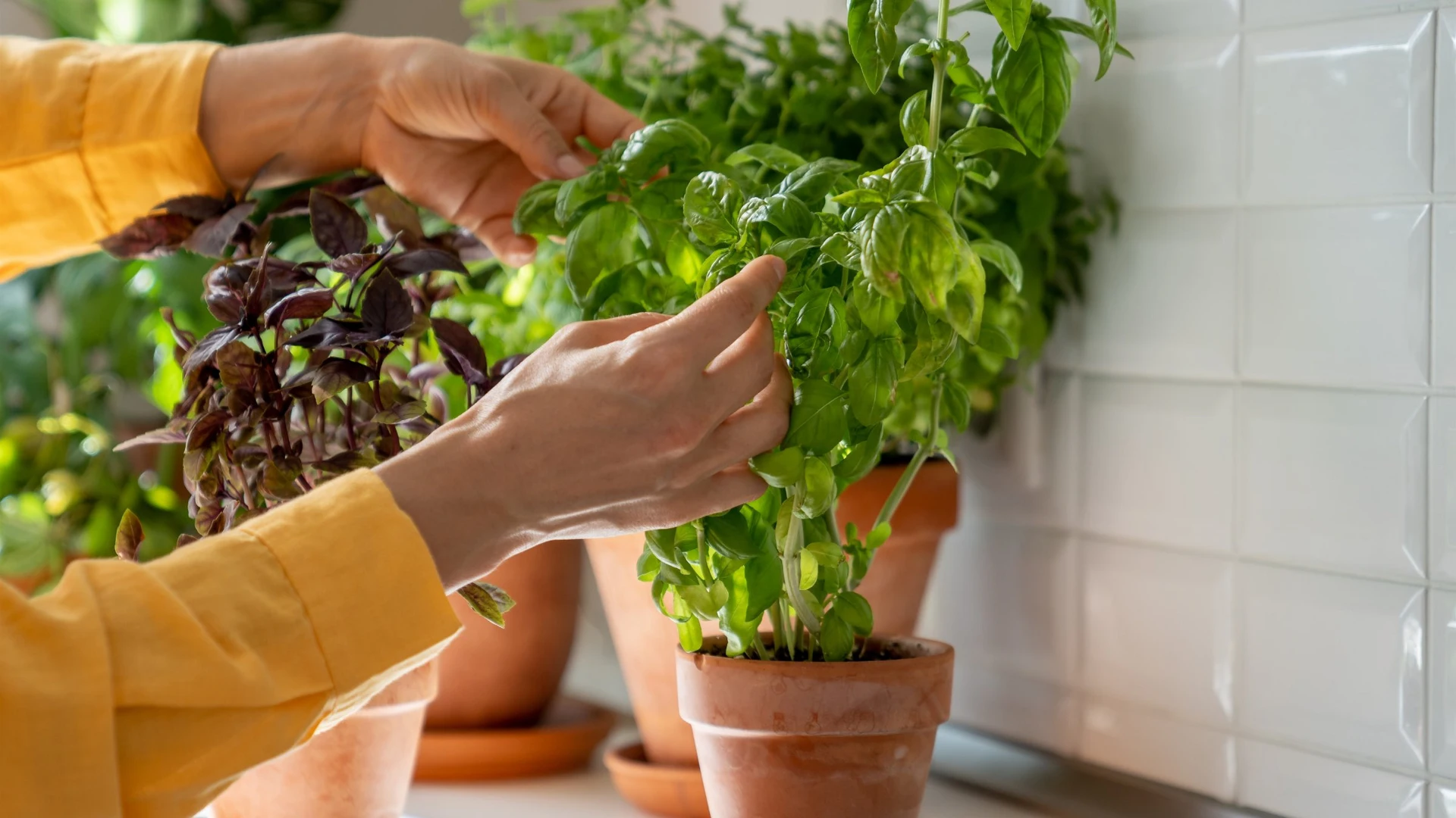A person wearing a yellow shirt gently touches vibrant green and dark purple basil plants growing in terracotta pots