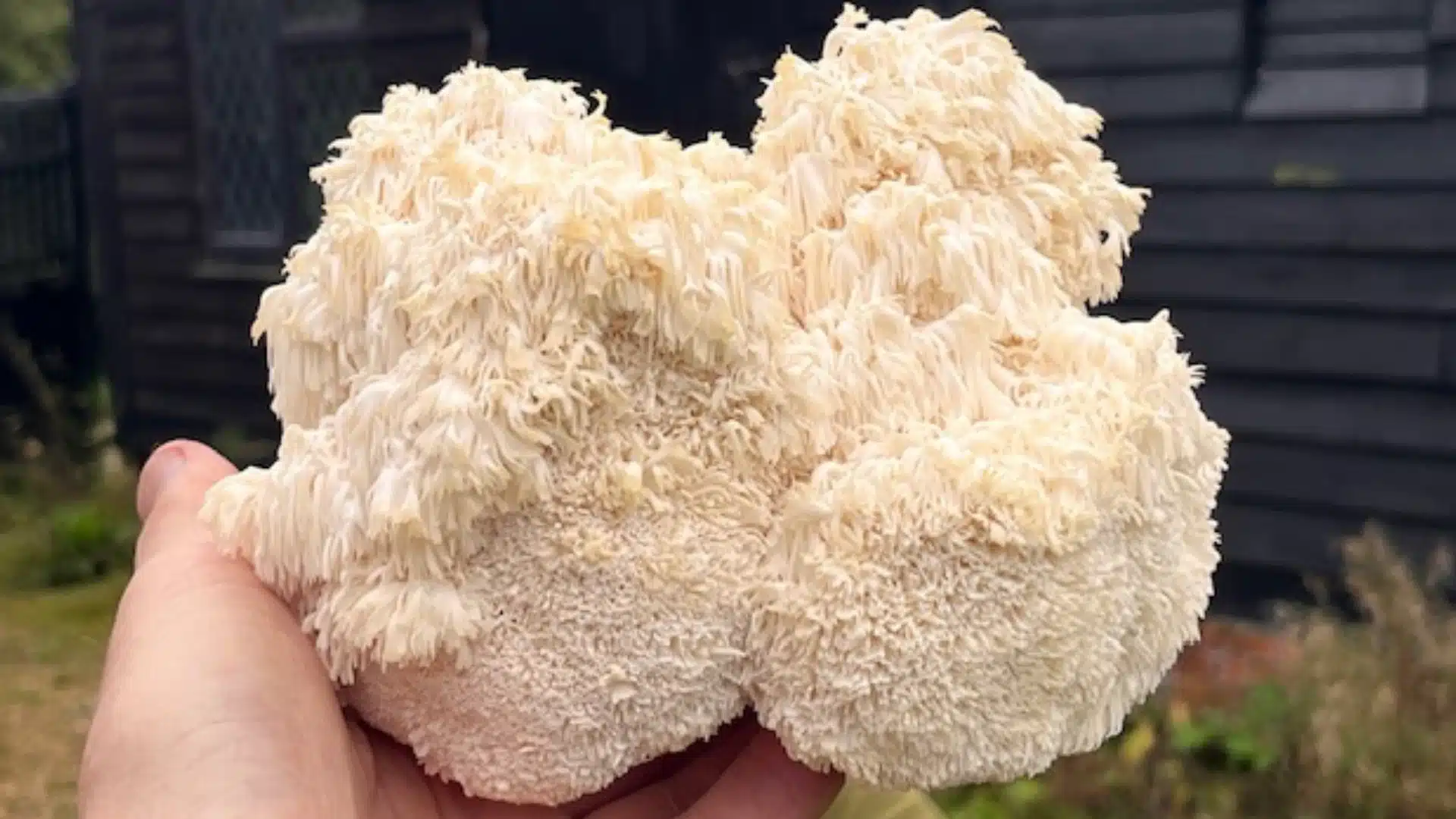 growing-lions-mane-mushroom