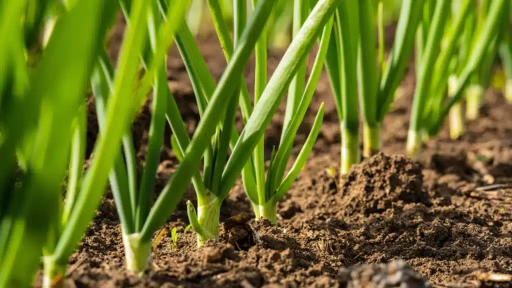 growing-onions-at-home