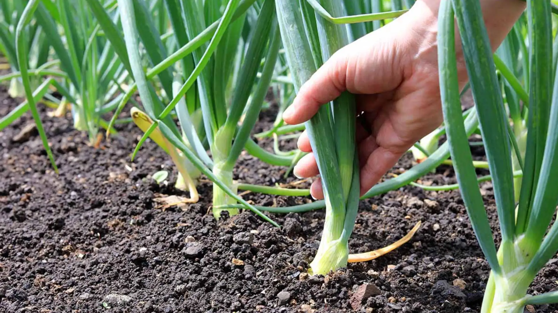 growing-onions-in-garden