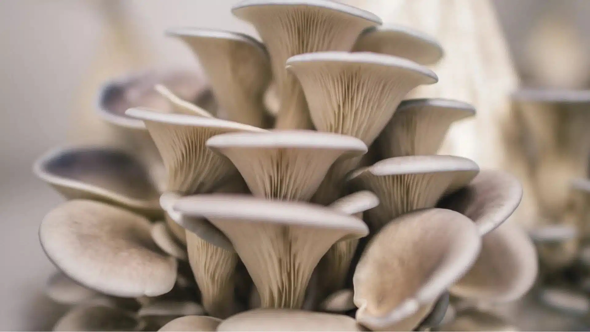 growing-oyster-mushroom