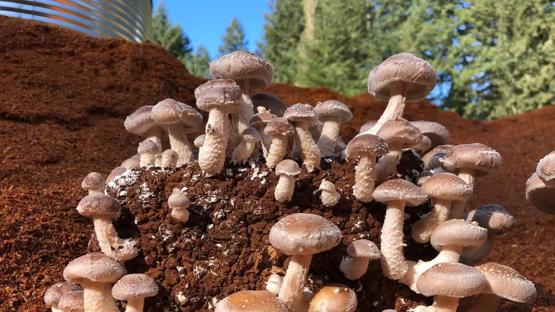 growing-shiitake-mushroom