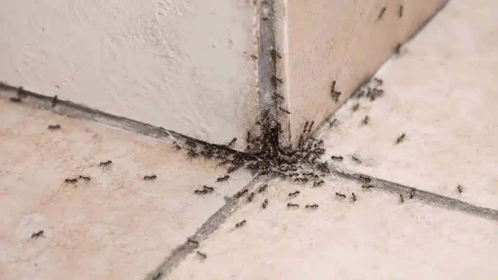 how-to-get-rid-of-ants