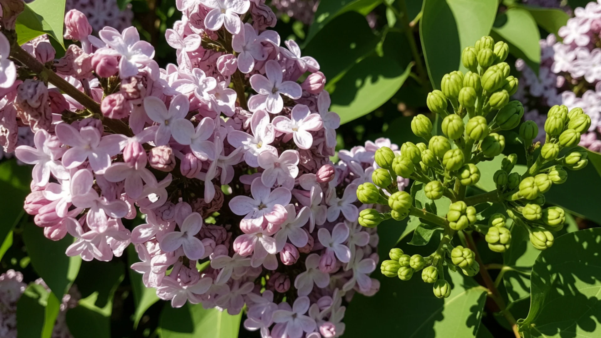 Close-up of pale pink lilac flowers alongside a cluster of bright green, unopened lilac buds against dark green foliage in bright sunlight