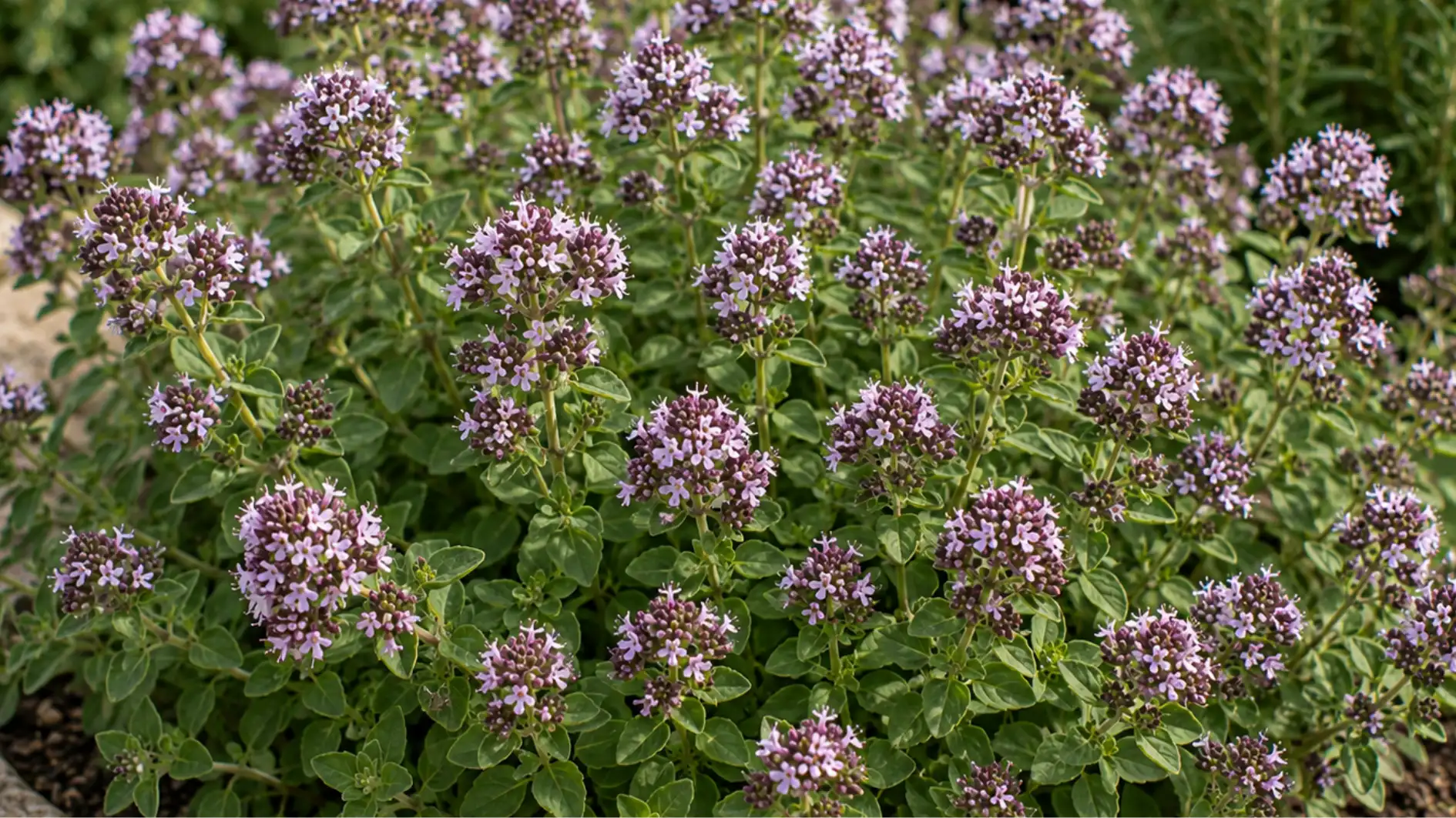 A dense, flowering oregano plant with small, clustered light purple blossoms growing in dark soil next to stone edging.