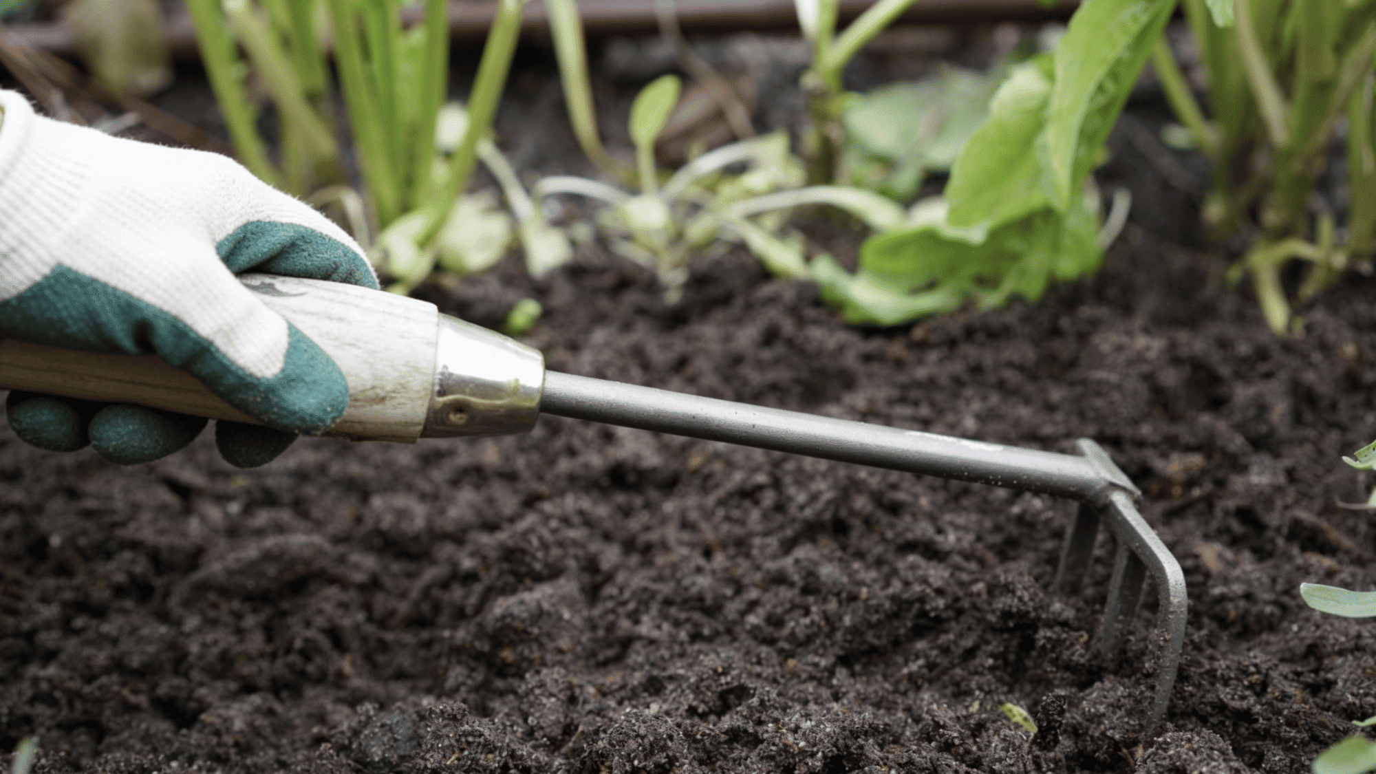 preparing the soil for planting carrots