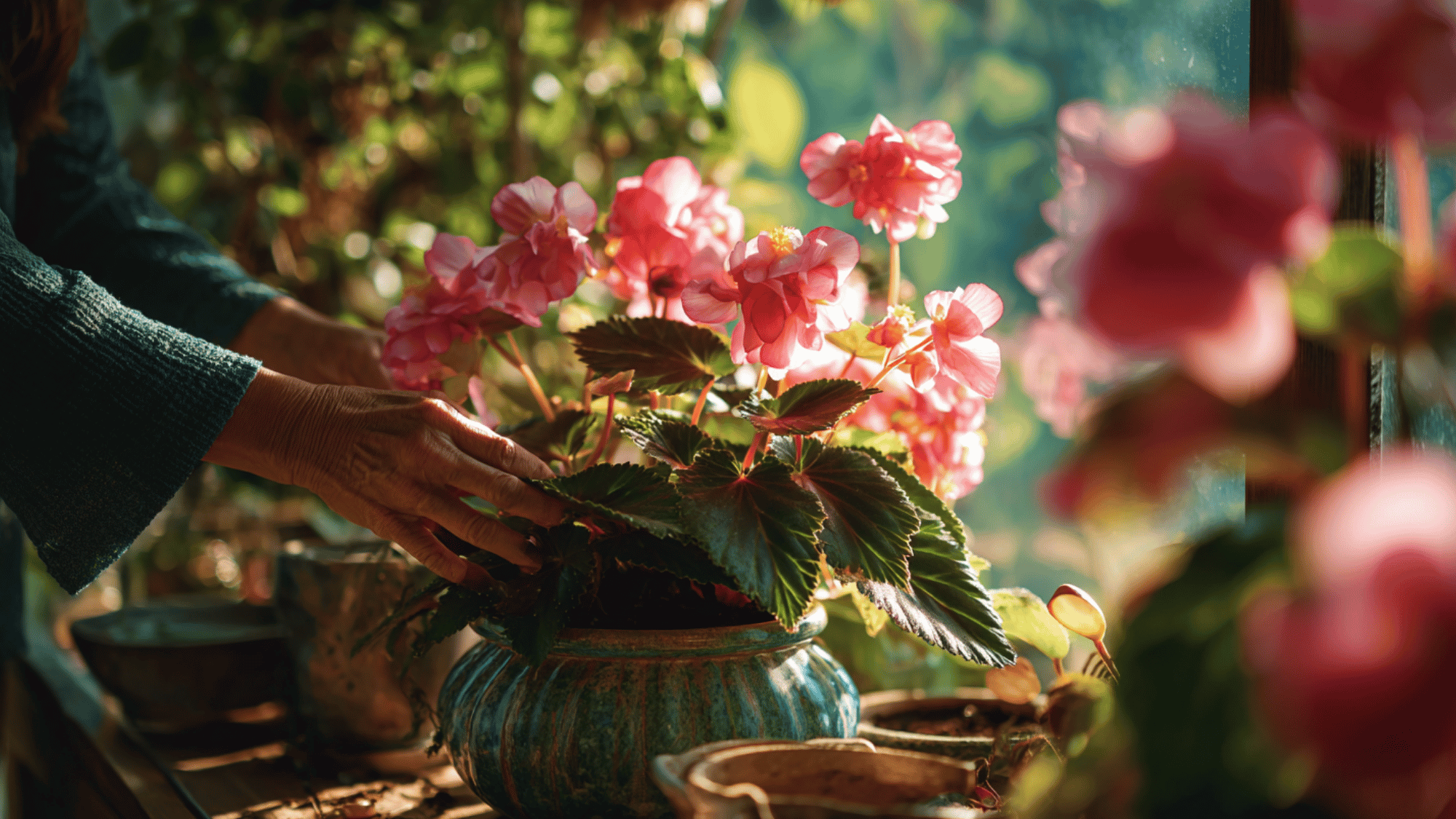 healthy blooming begonias receiving regular care in a shaded balcony garden with soft morning sunlight