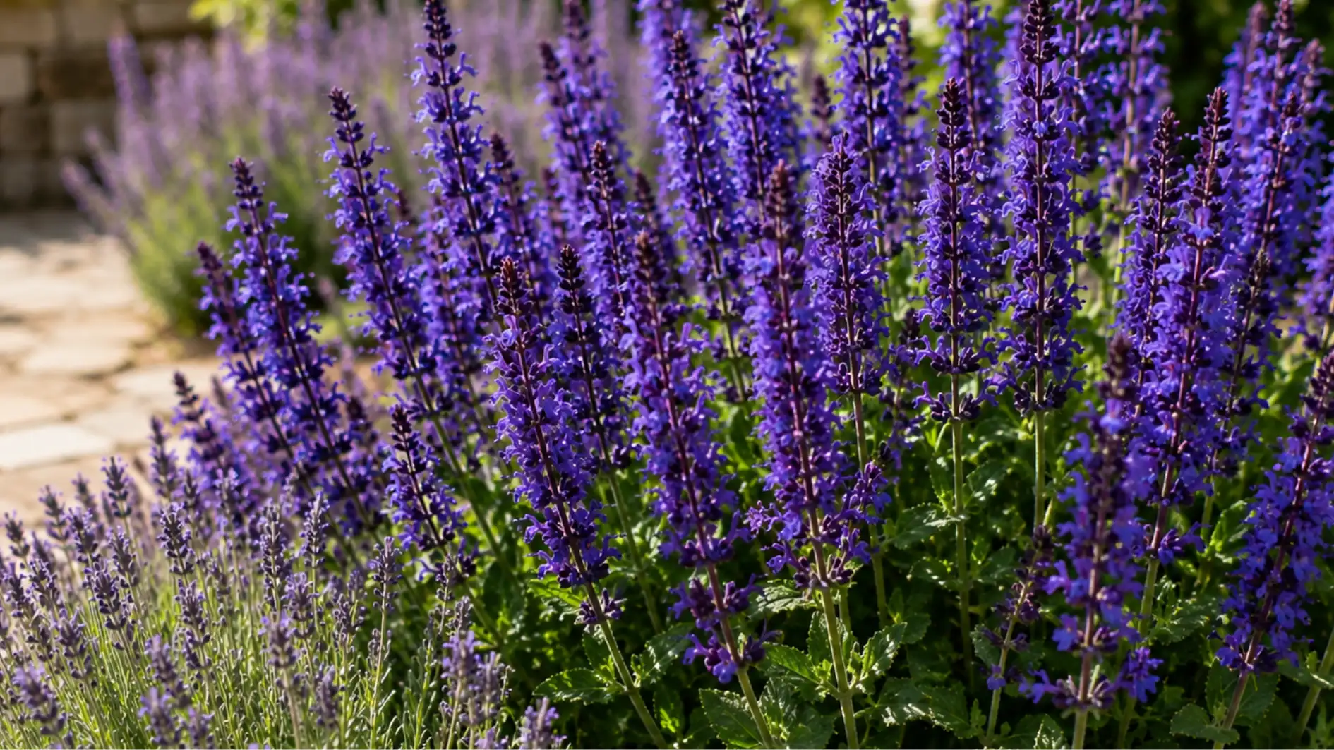 A dense cluster of tall, vibrant purple Salvia flowers in full bloom next to a flagstone garden path.