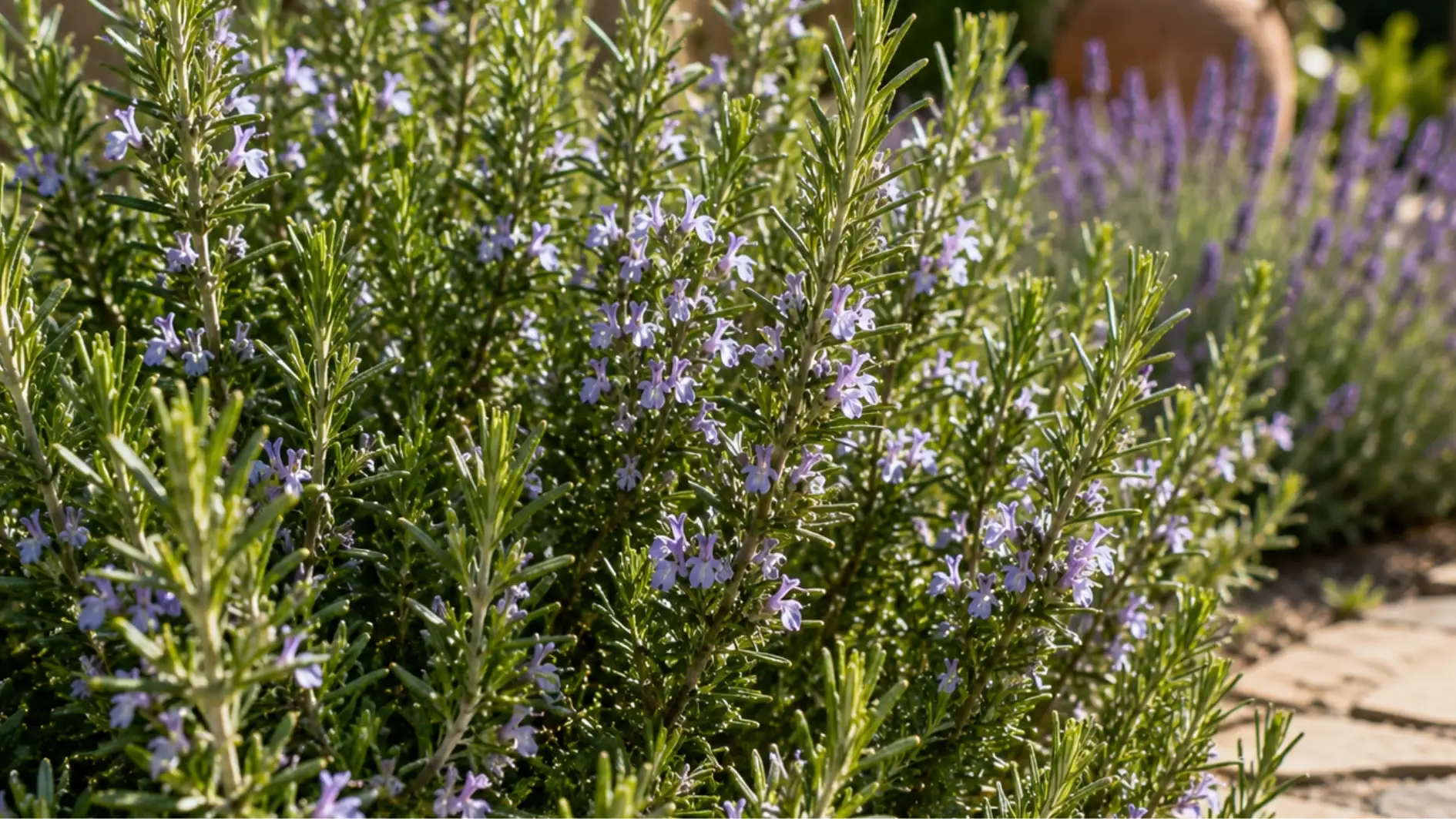 A close-up of a blooming rosemary bush with small purple flowers beside a flagstone path in a sunny garden with a terracotta pot in the background.
