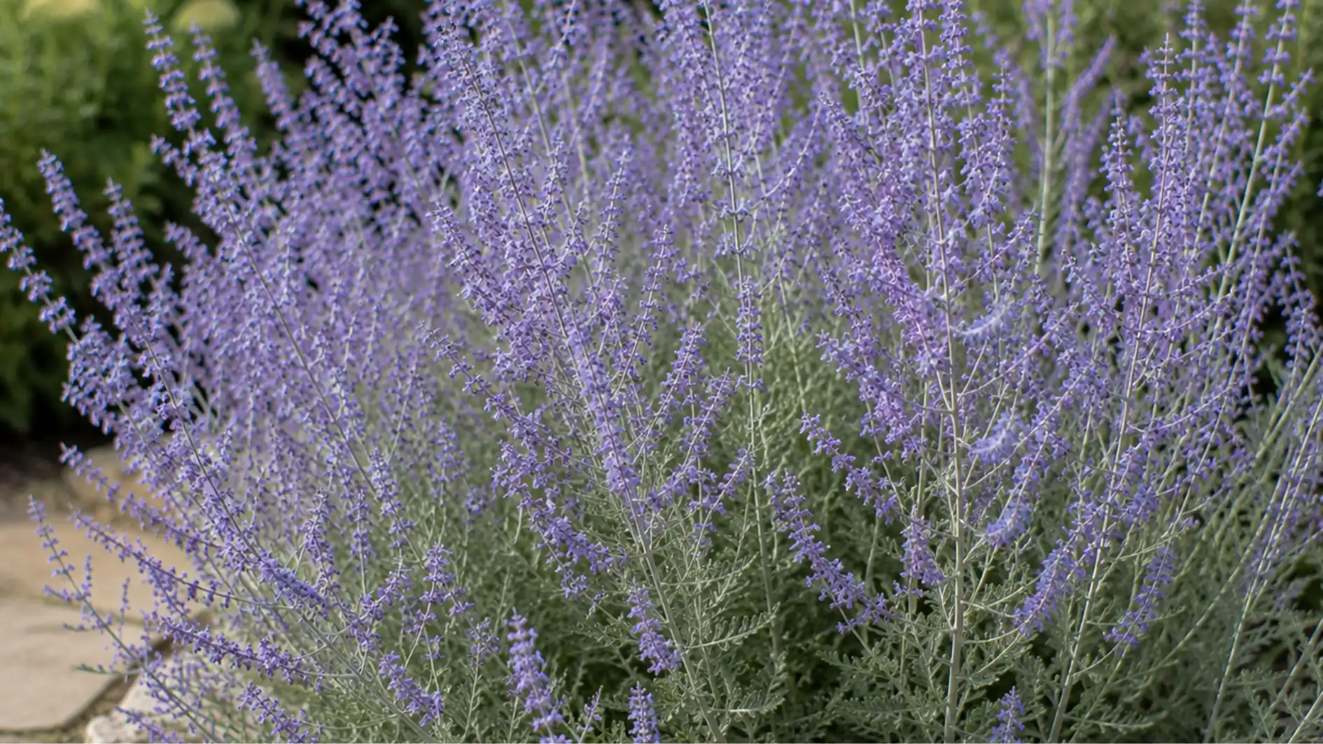 A dense Russian Sage shrub displaying numerous spikes of small, soft lavender-blue flowers above silvery-green, finely textured foliage.