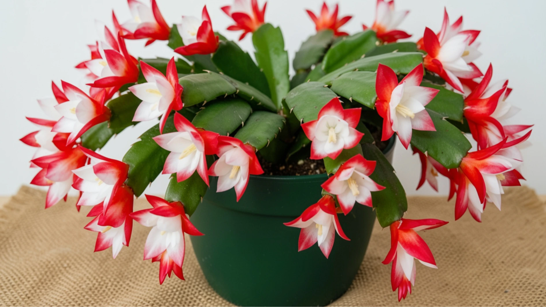 seasonal-care-of-christmas-cactus