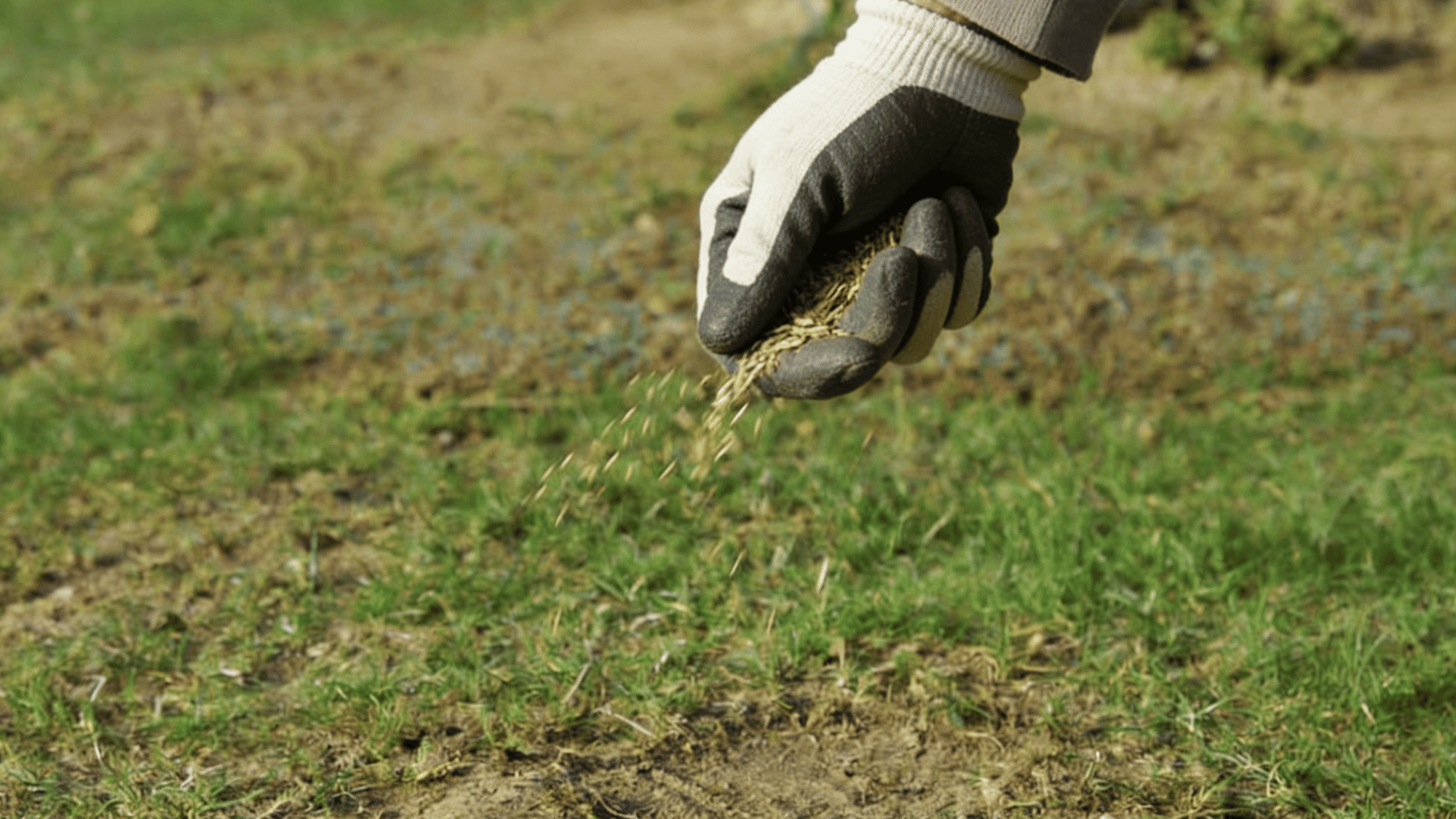 spreading the seeds in the lawn evenly