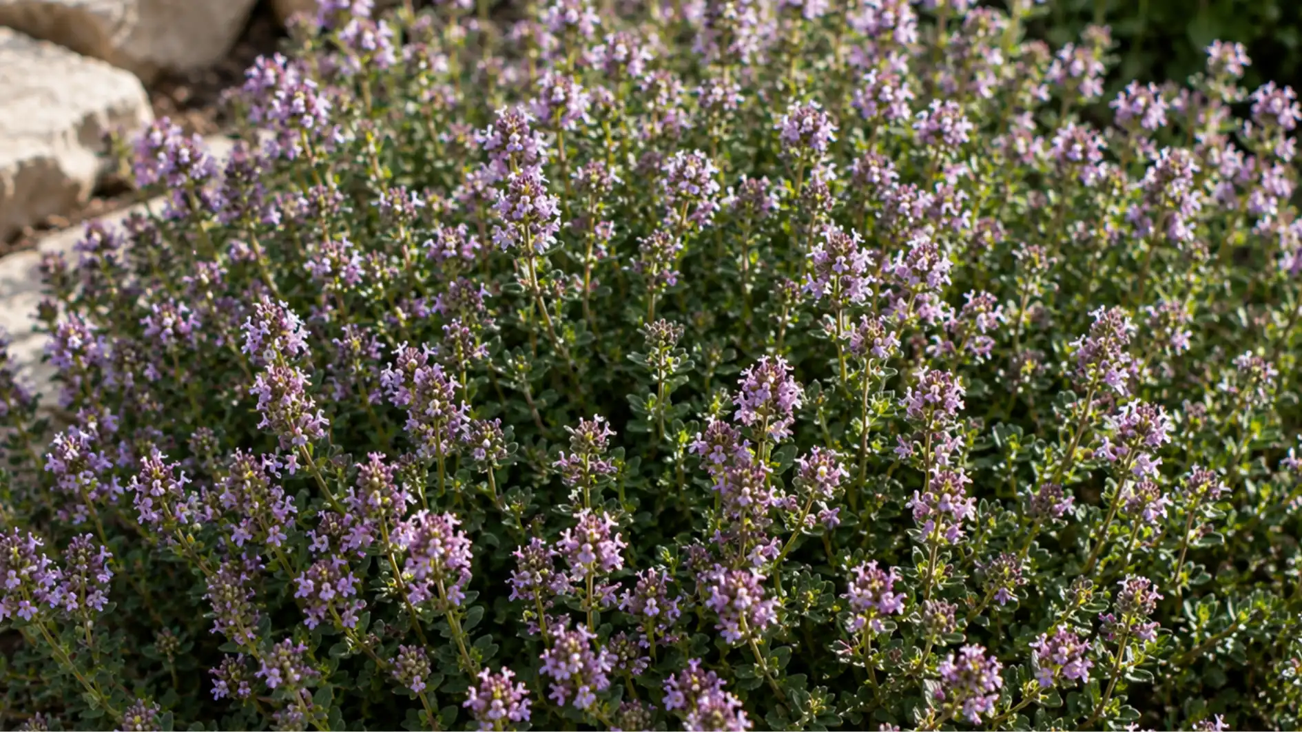 A dense patch of creeping thyme in full bloom with tiny purple flowers growing next to light-colored garden stones.
