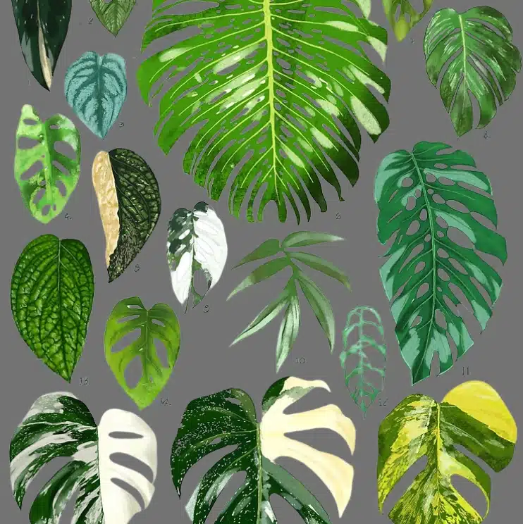 types-of-monstera
