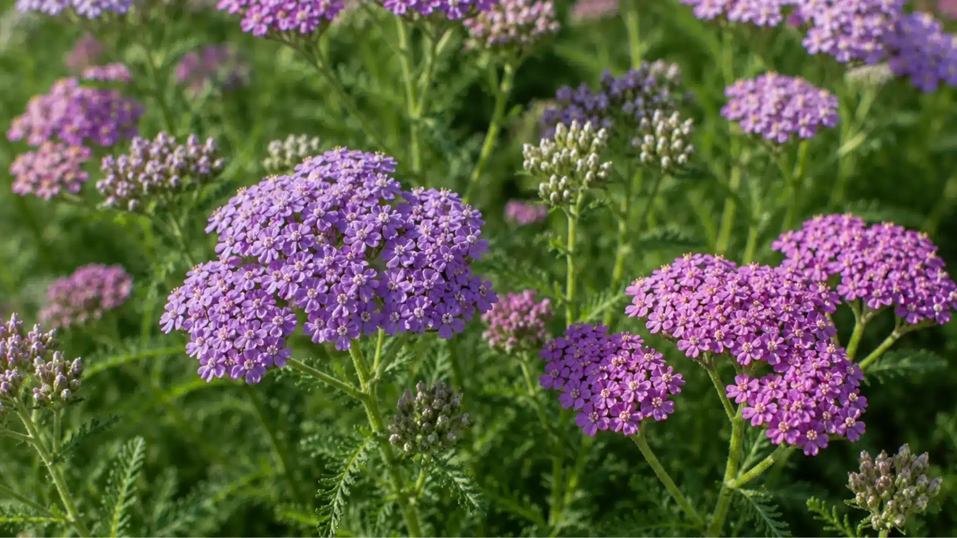 yarrow-achillClose-up of vibrant purple yarrow flowers with dense, flat-topped clusters blooming above finely divided green foliage.ea-millefolium