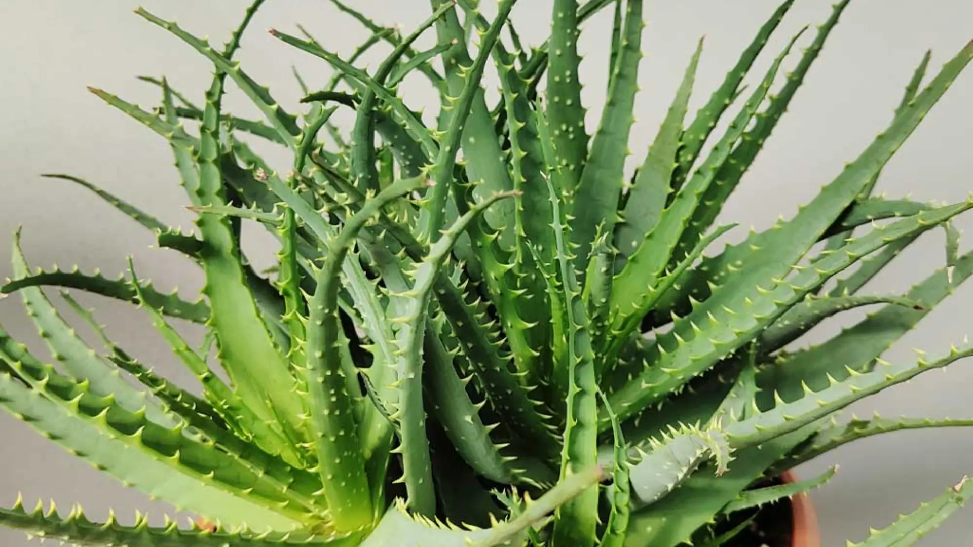 Close-up of a healthy, spiky Aloe Vera plant with numerous green leaves.