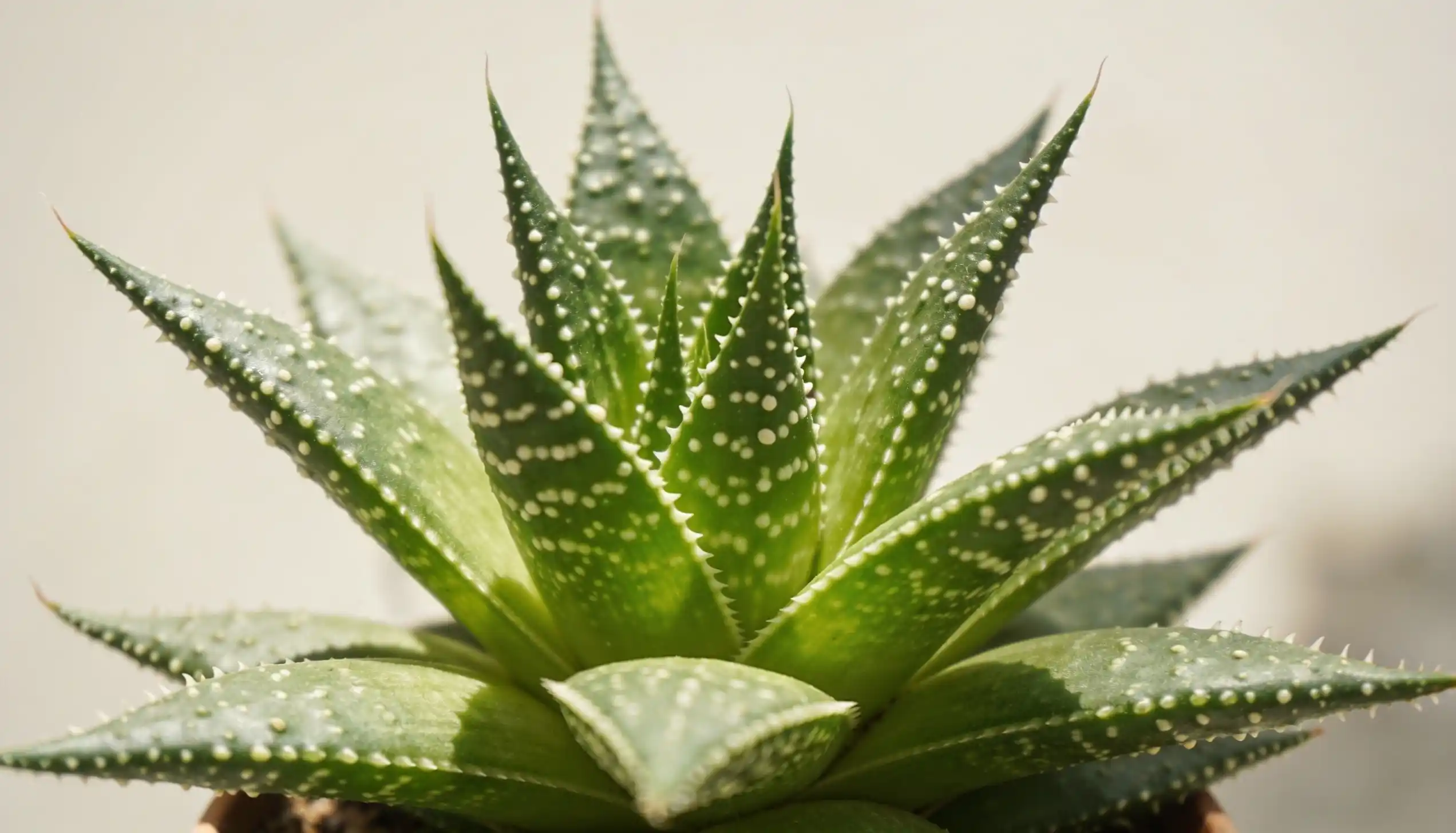 Close-up of a vibrant green aloe plant under sunlight, displaying its spiky leaves with white speckles.