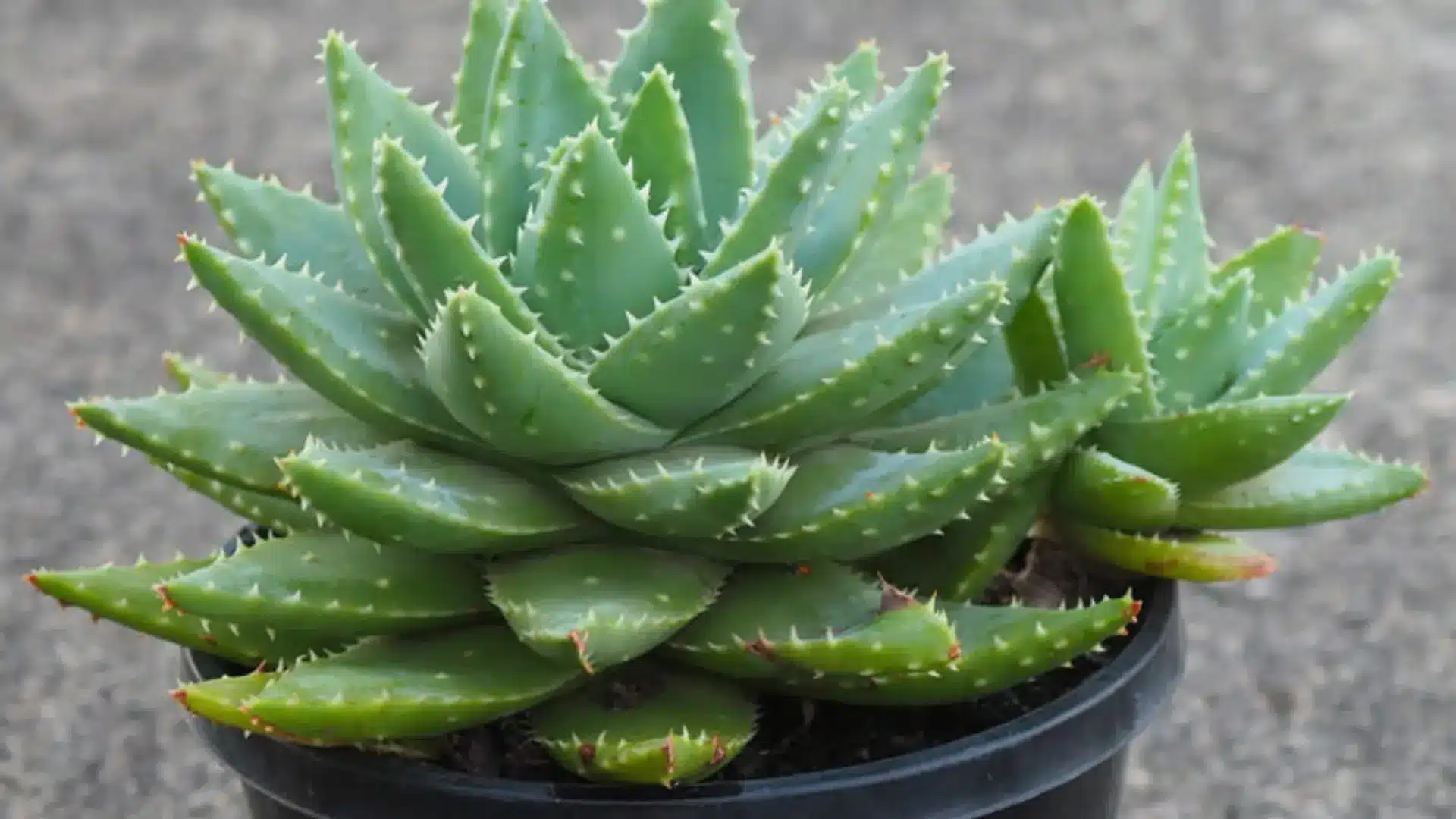 A close-up of a potted aloe plant with thick, spiky green leaves.