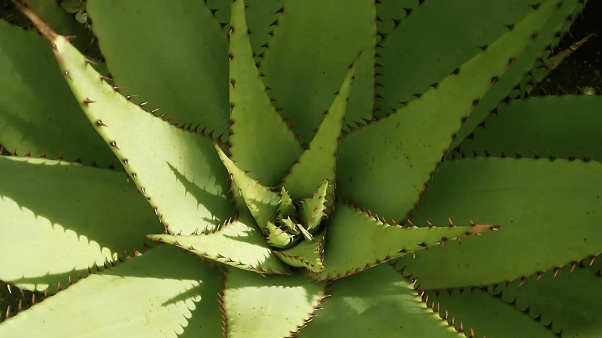 Close-up of a green aloe vera plant with spiky edges.