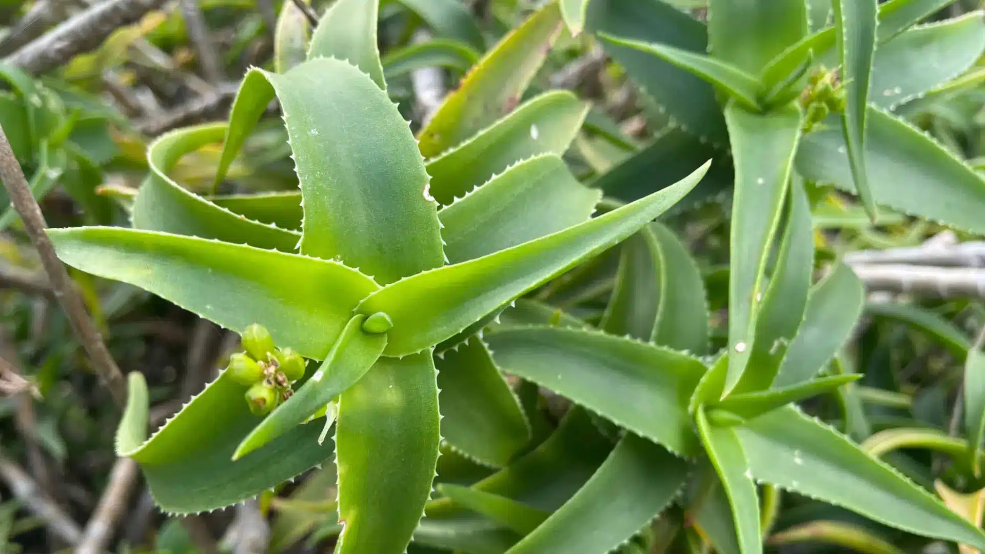 Close-up of serrated green aloe vera leaves with small buds.