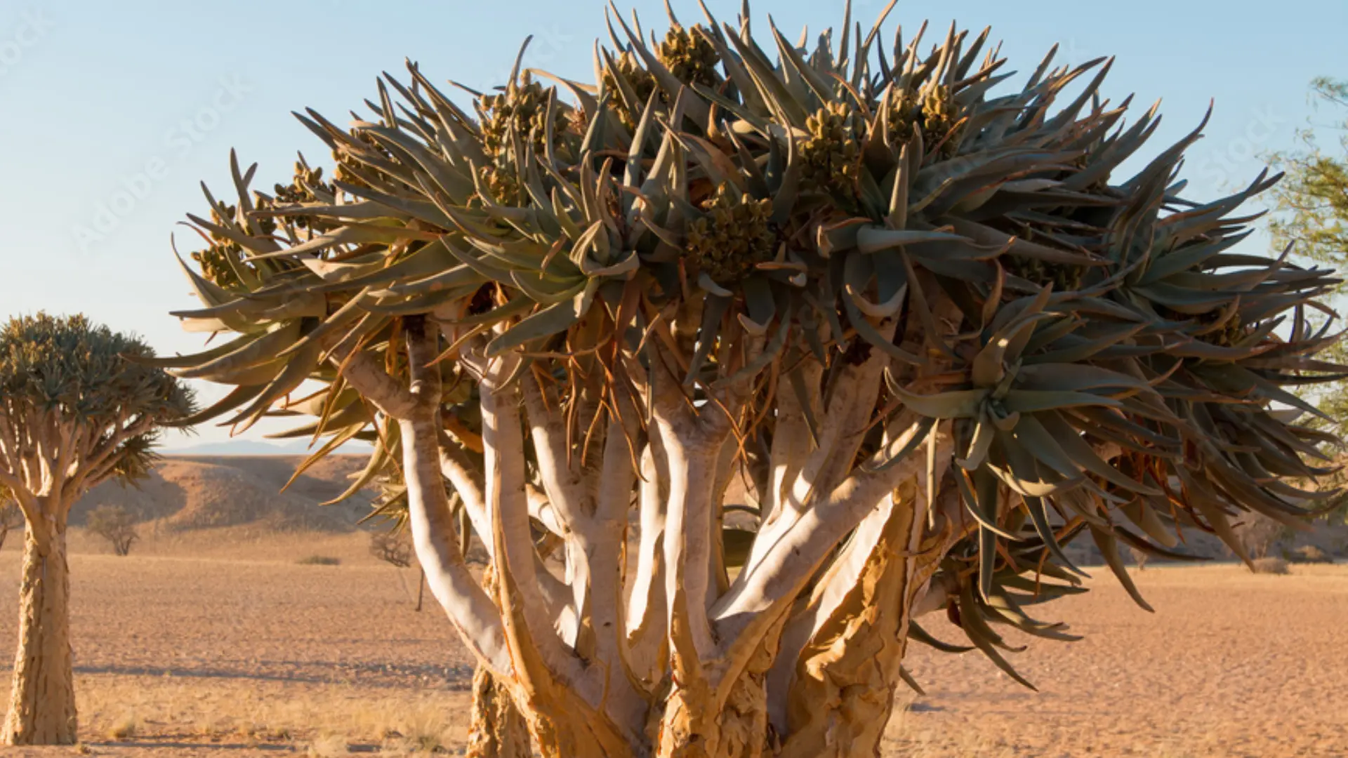 Close-up of a quiver tree with a barren, sandy landscape and clear sky in the background.