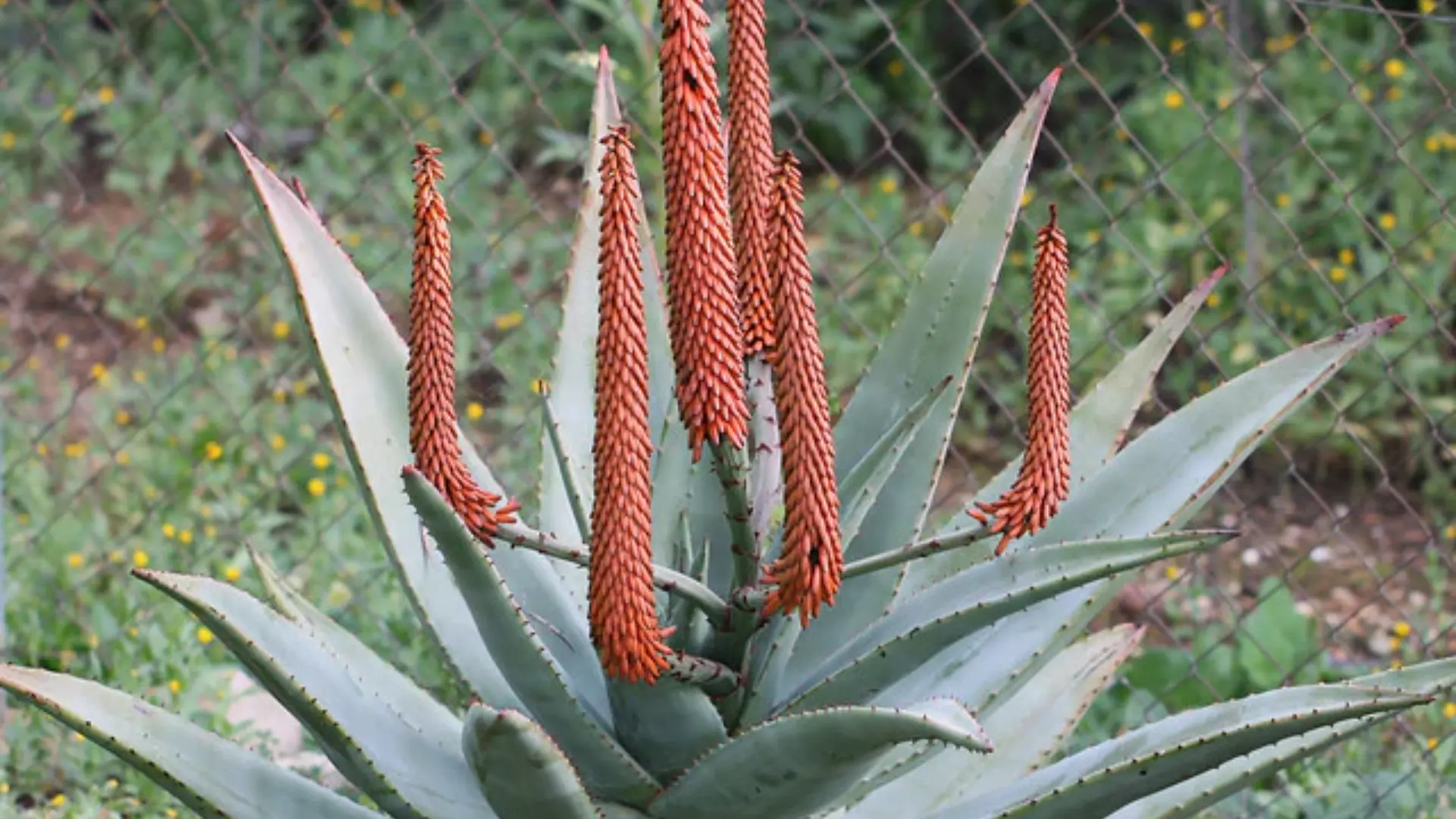 A tall aloe vera plant with multiple bright orange flower spikes in front of a wire fence and green foliage.