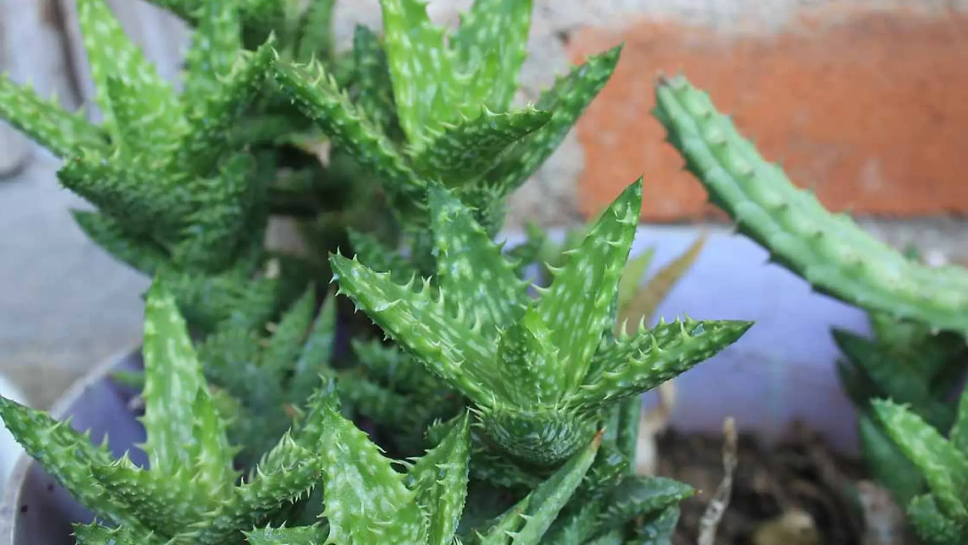 Close-up of a cluster of spiky green aloe vera plants.