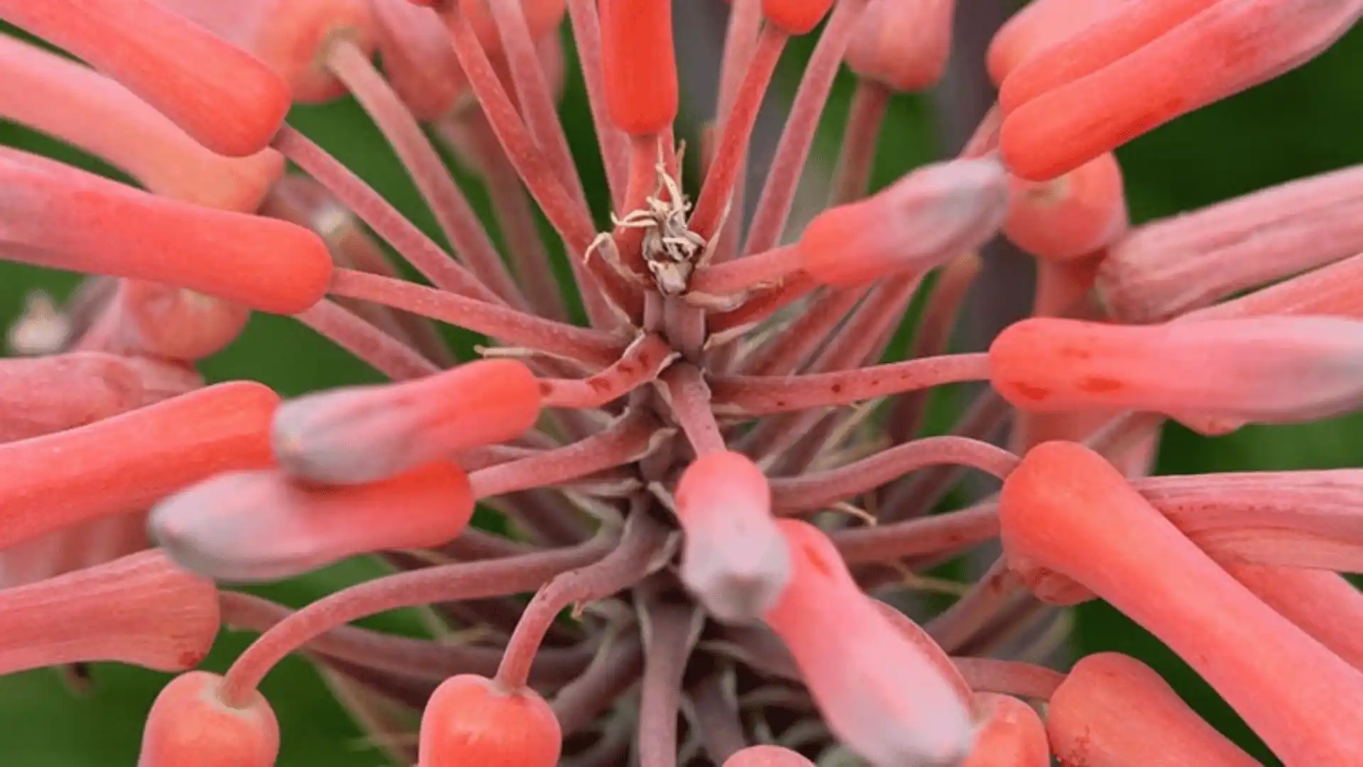 Close-up of tubular coral-colored flowers of an aloe plant against a blurred green background.