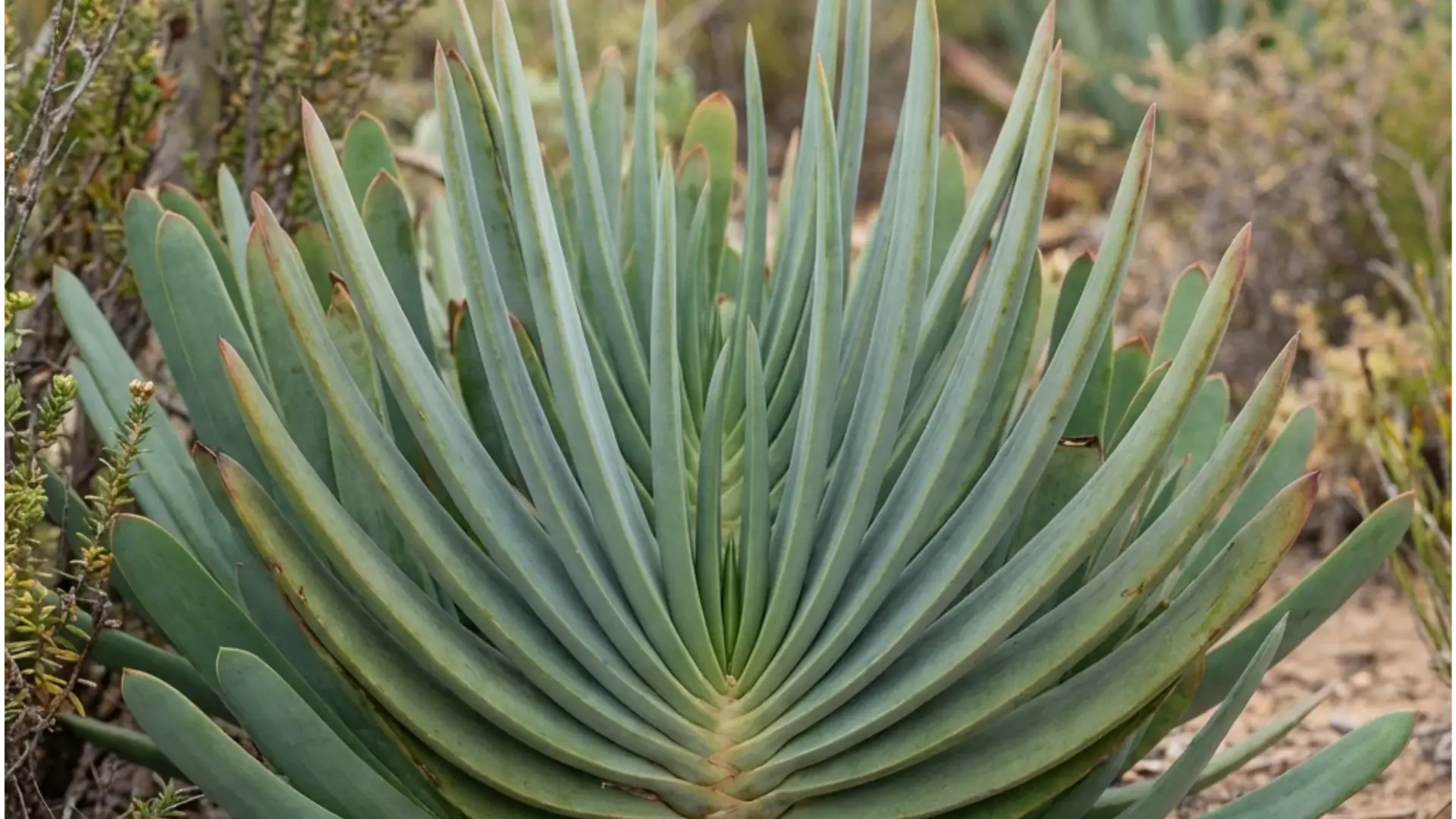Close-up of a succulent plant with thick, pale green, pointed leaves arranged in a rosette pattern.