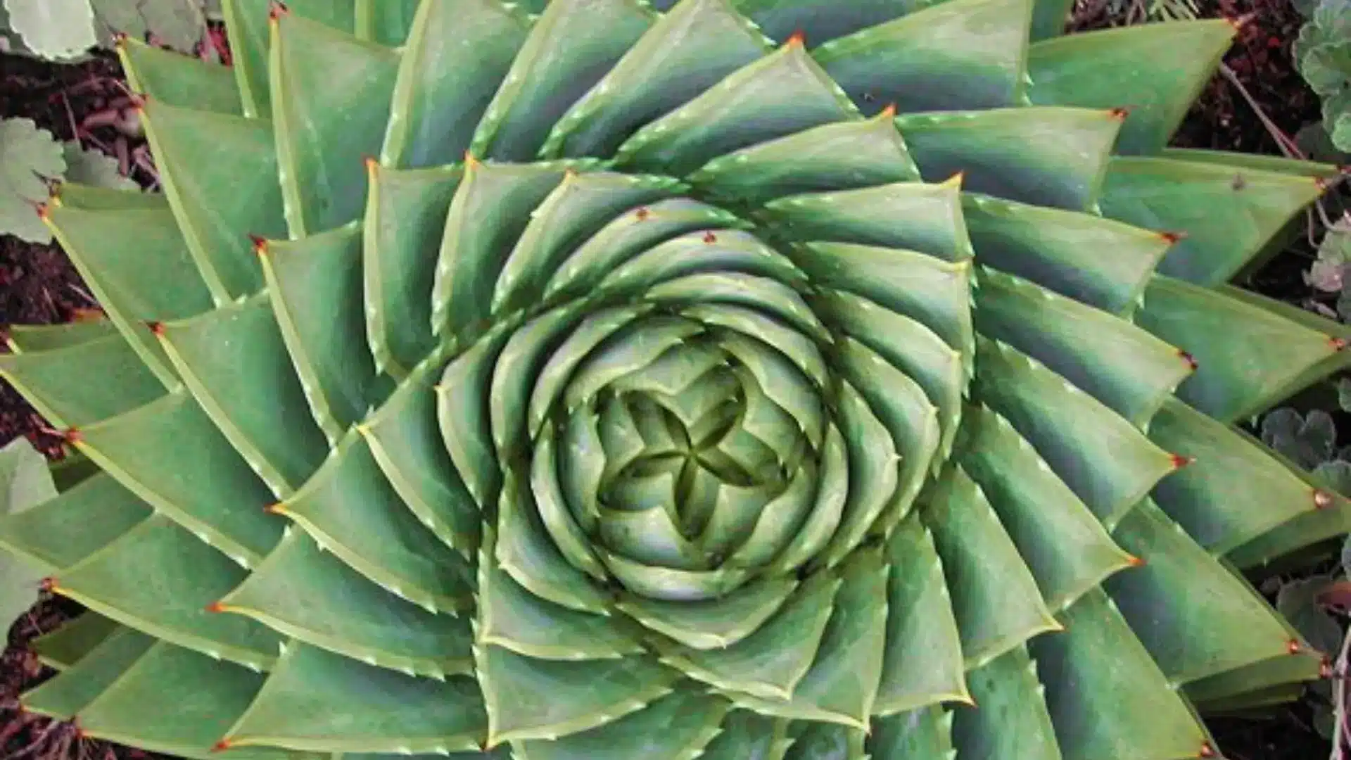 Close-up of a spiral aloe plant's green succulent leaves in a symmetrical pattern.