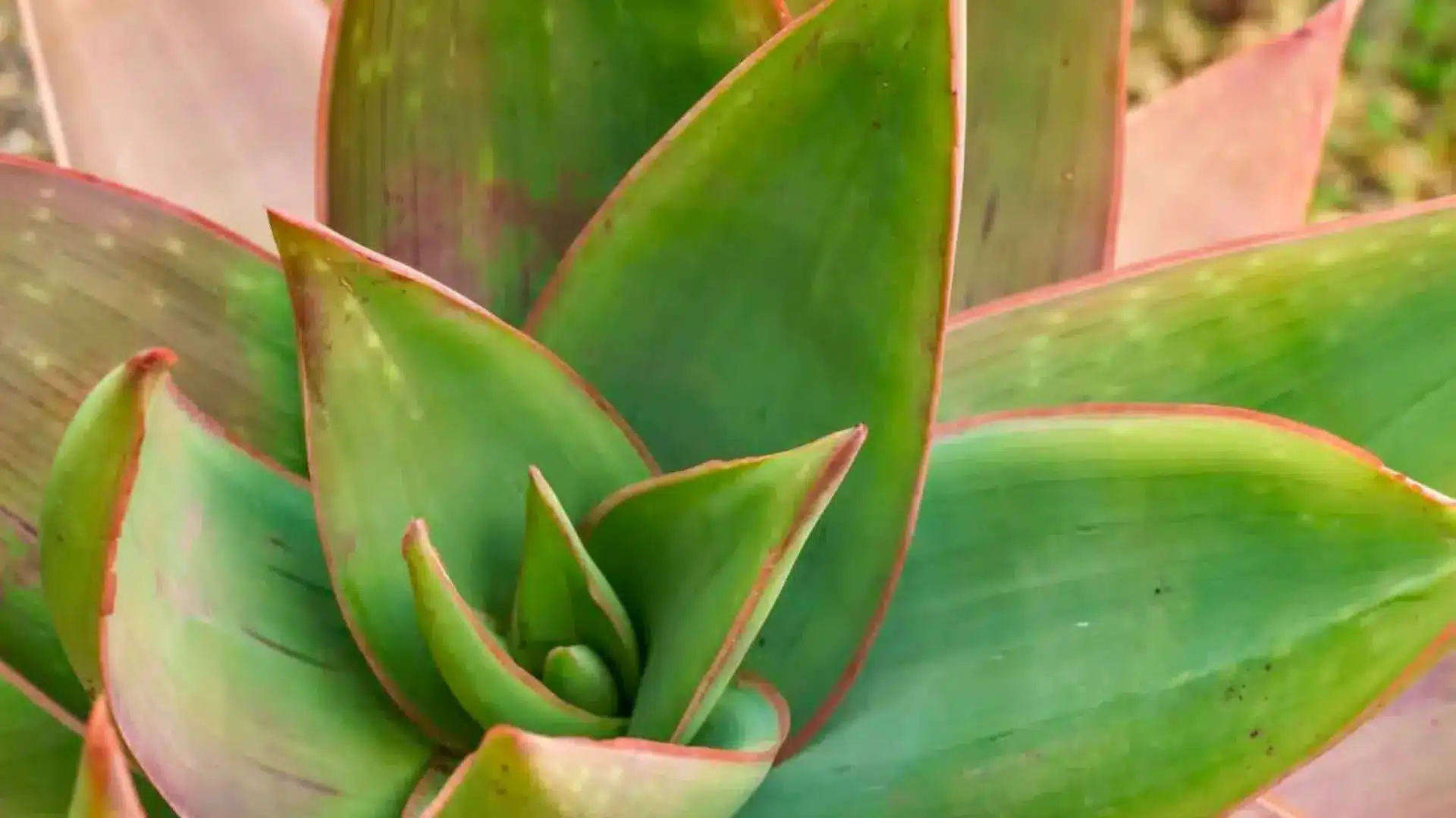 Close-up of green succulent leaves with red-tinged edges.