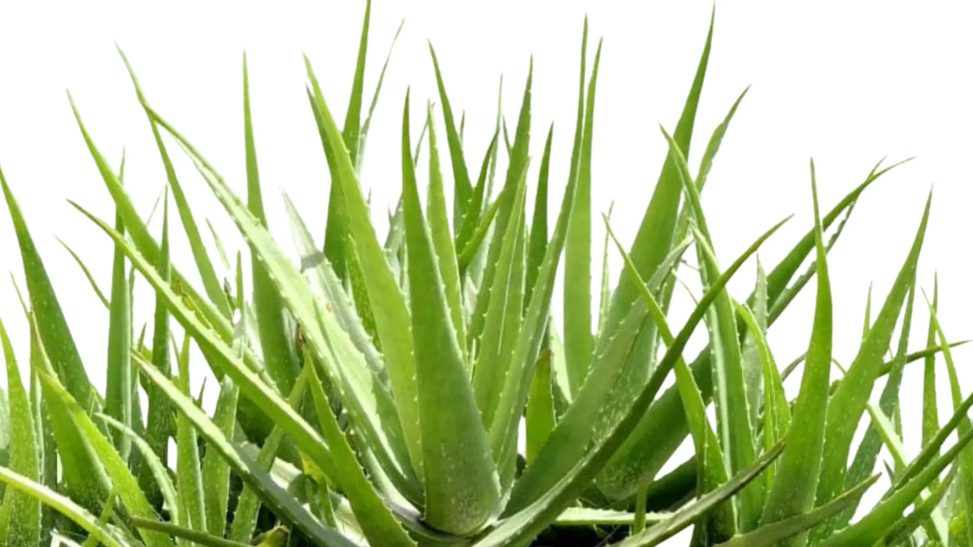 Close-up view of lush, green aloe vera plants against a white background.