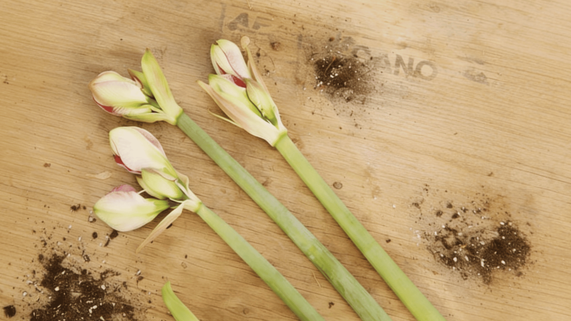 amaryllis bulbs for planting