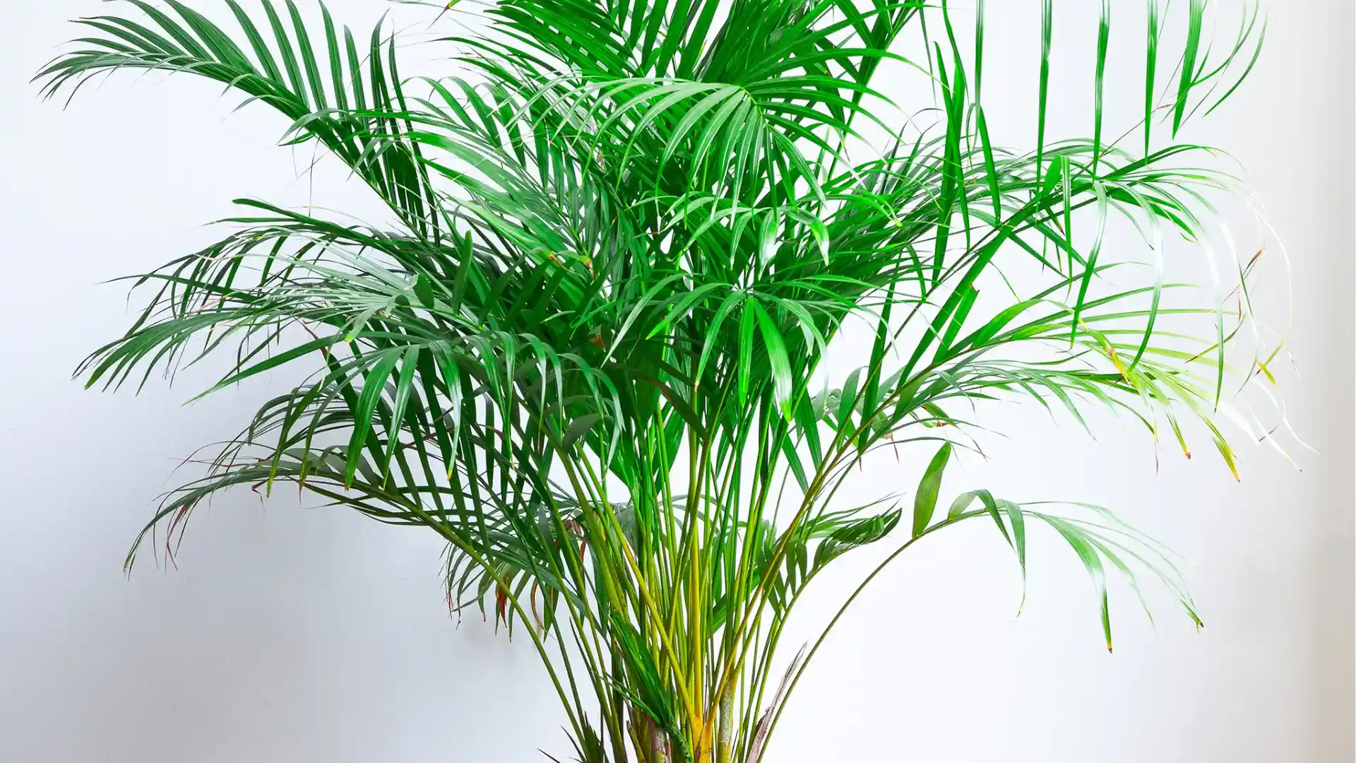 Lush green parlor palm fronds with slender leaves against a plain white background.