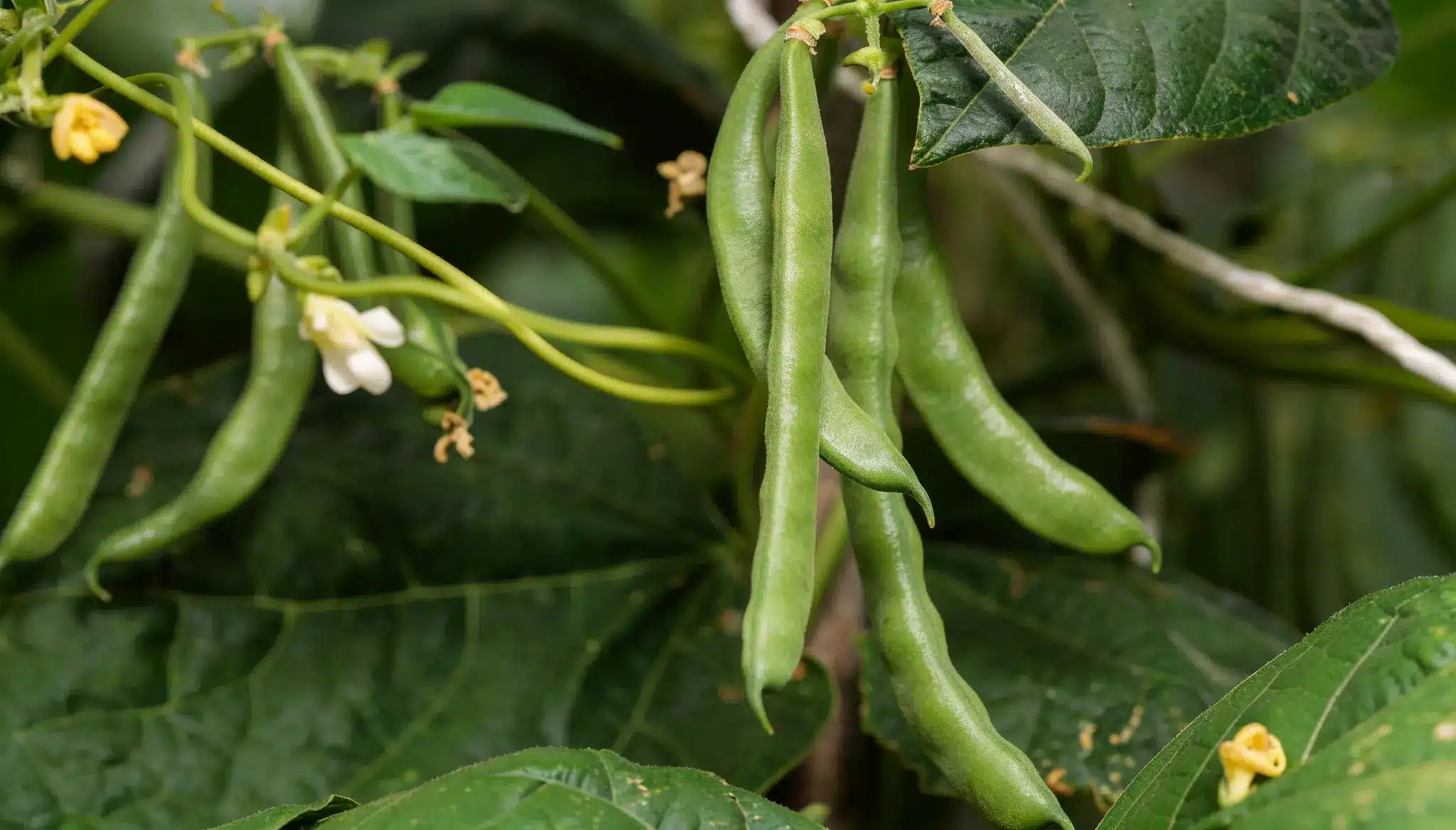 Green bean pods hang from a vine amongst lush green leaves and small yellow and white flowers.