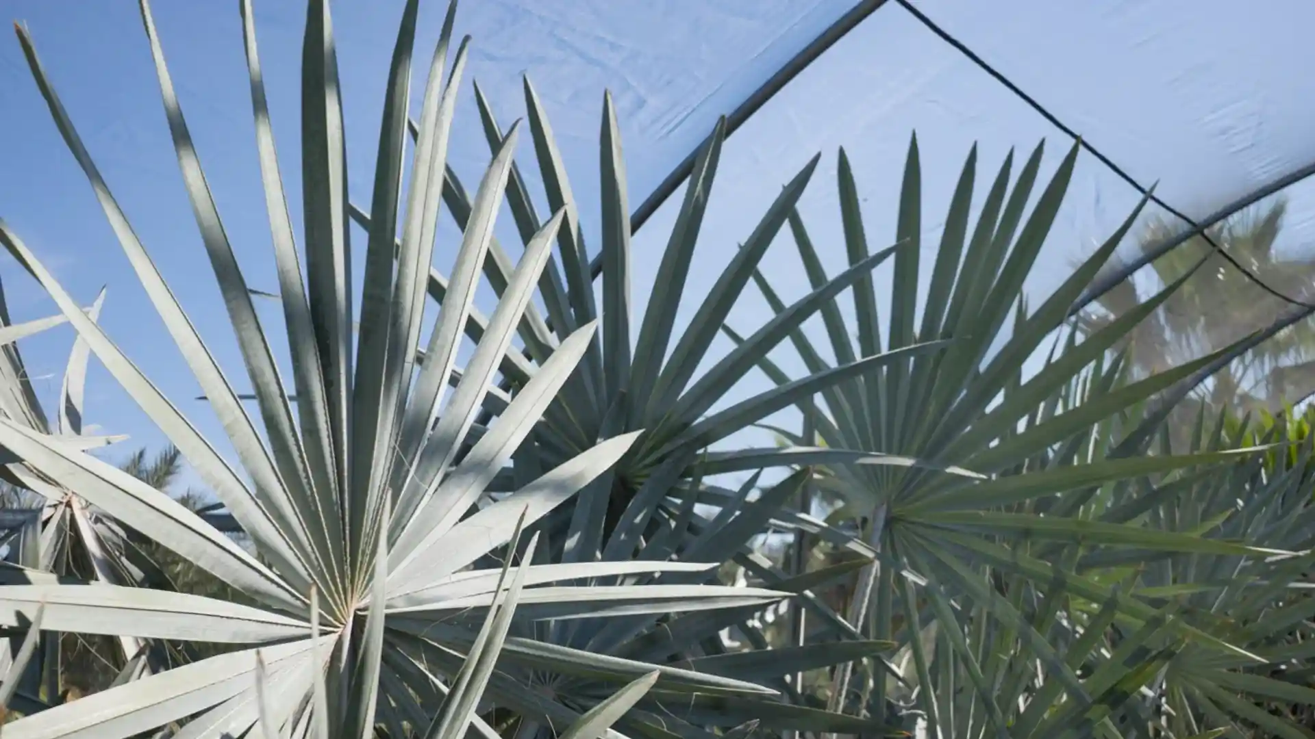 Fan palm leaves with a light blue sky visible through a translucent canopy.