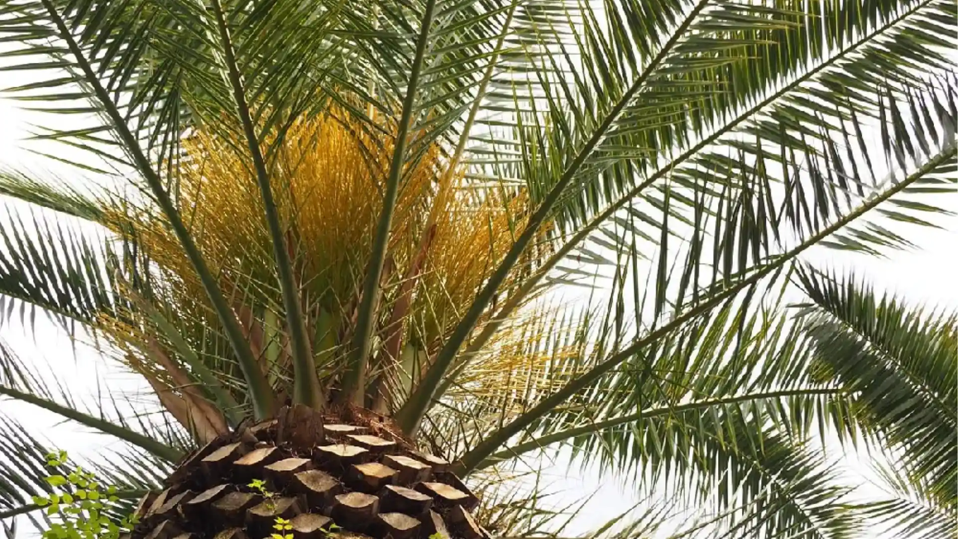 Close-up of a date palm tree's crown with green fronds and a dense cluster of yellow blossoms against a white sky.