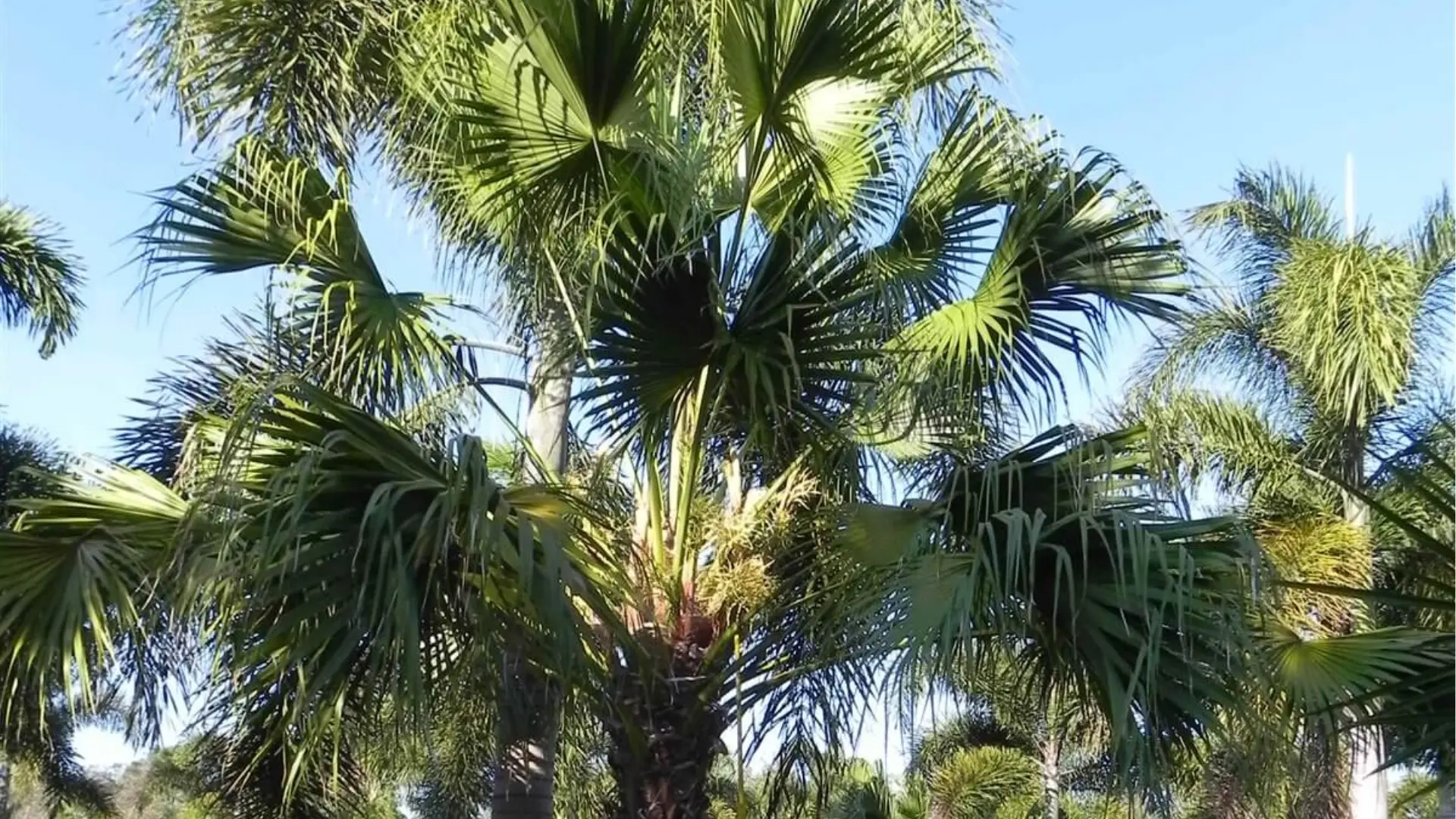 Close-up view of lush green palm fronds against a bright blue sky.