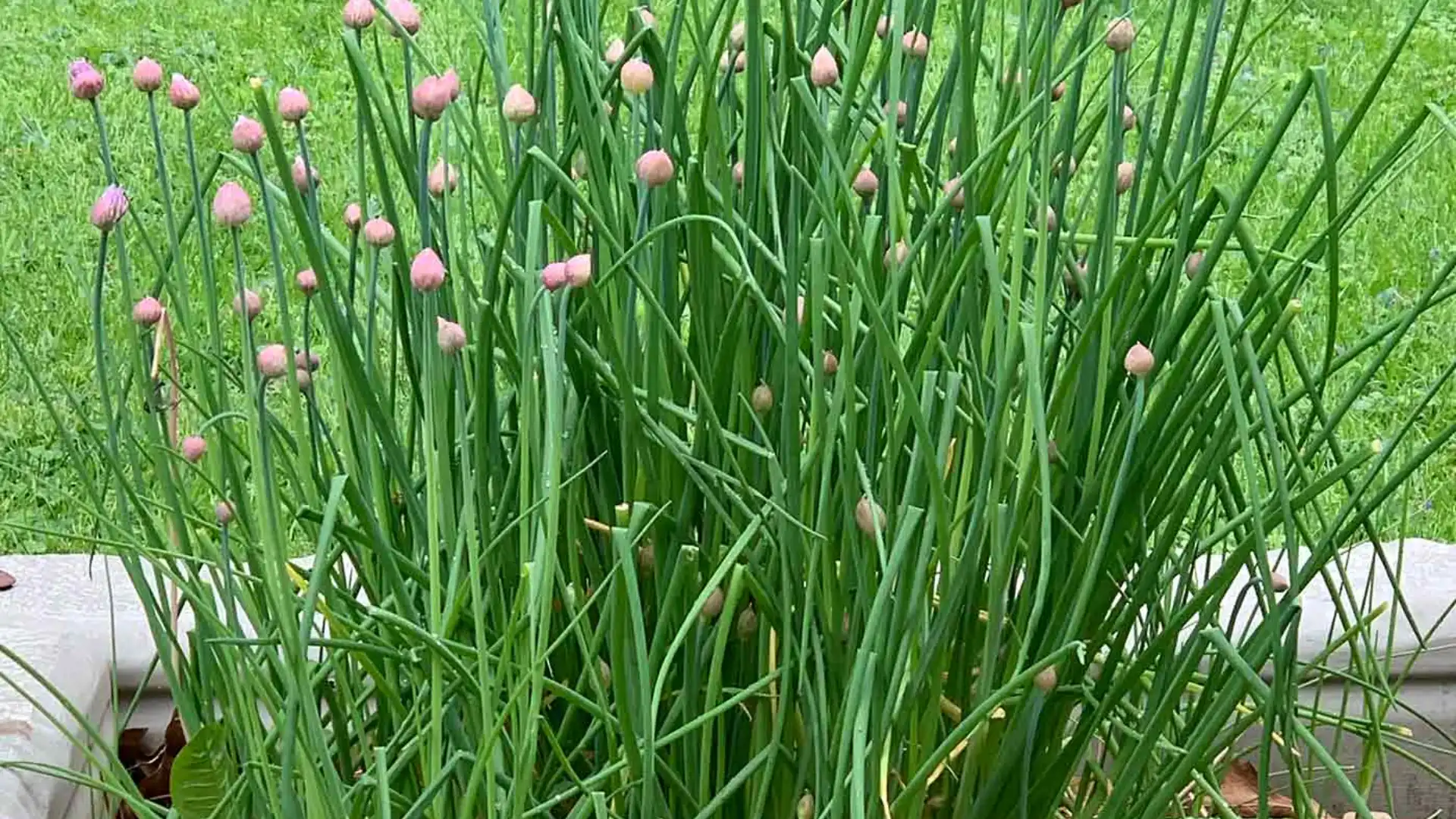 A chives featuring pink blossoms, situated in an elegant planter