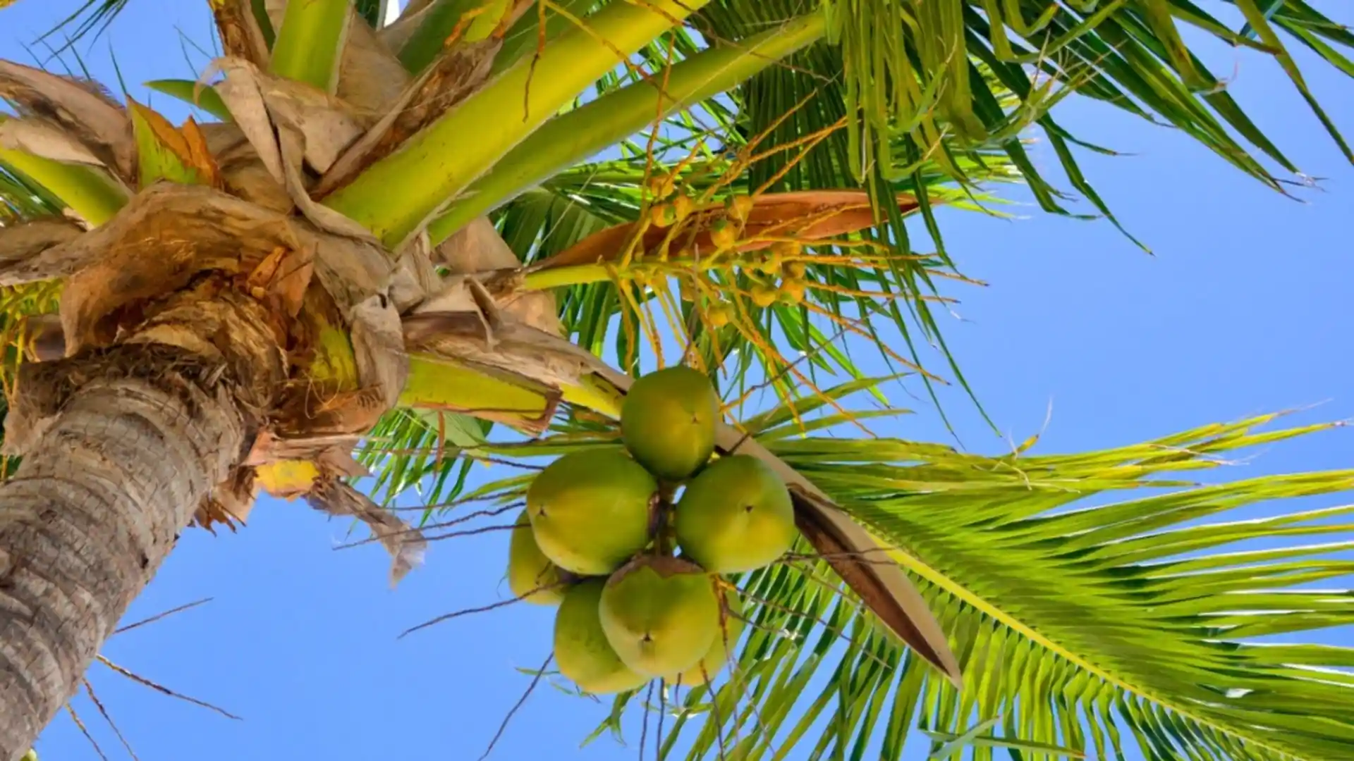 A cluster of green coconuts hangs from a palm tree against a clear blue sky.
