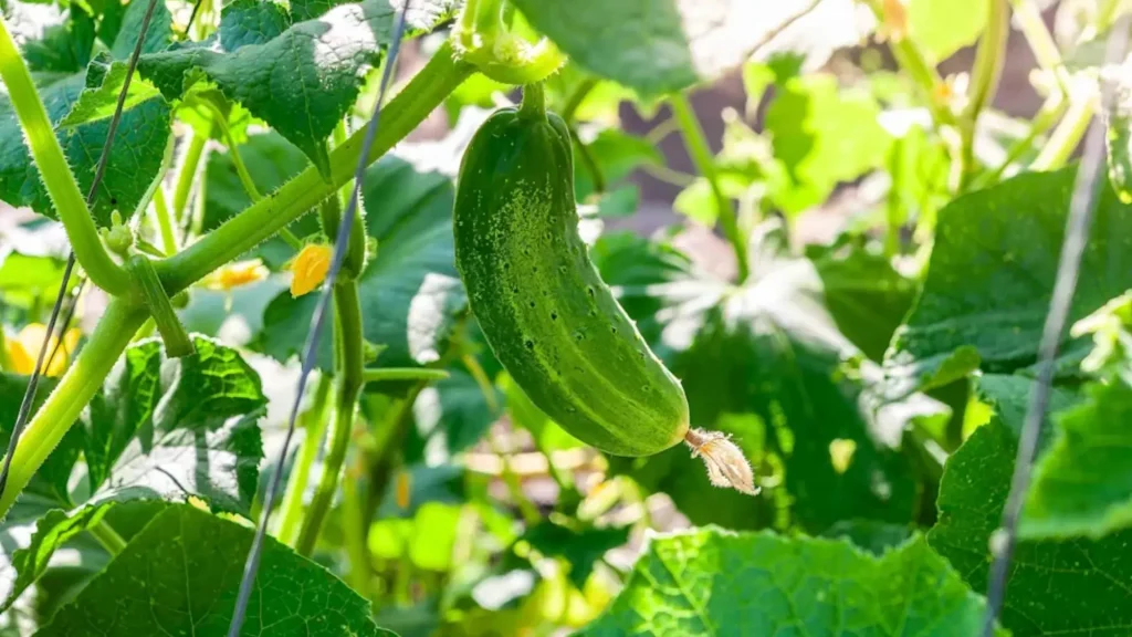 companion-plants-for-cucumbers