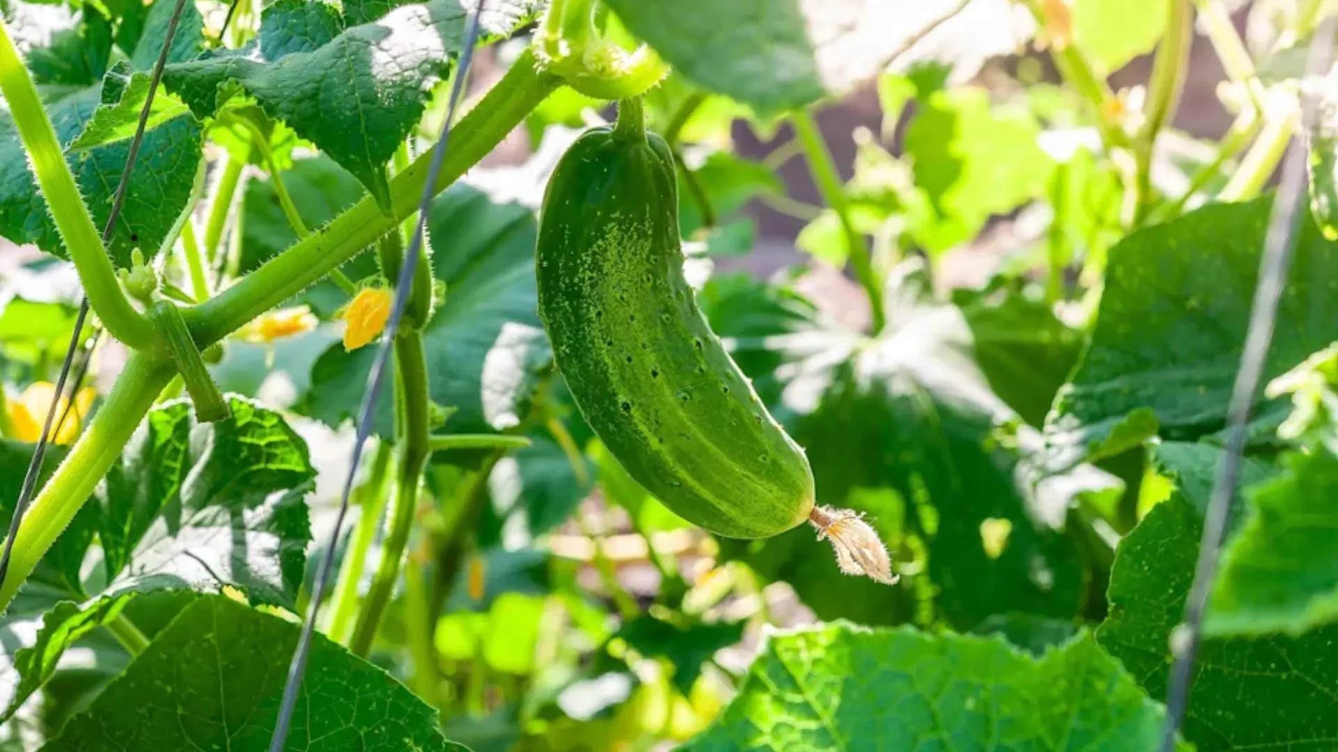 companion-plants-for-cucumbers