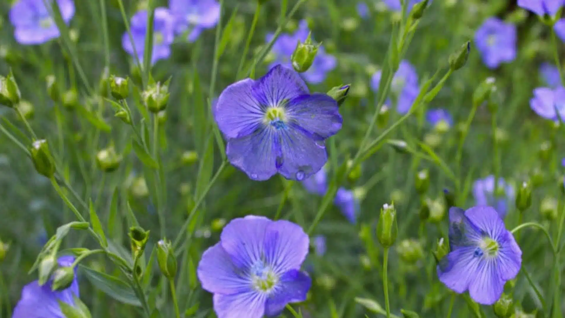 A lush green grass field featuring bright blue flowers, showcasing a beautiful contrast in colors.
