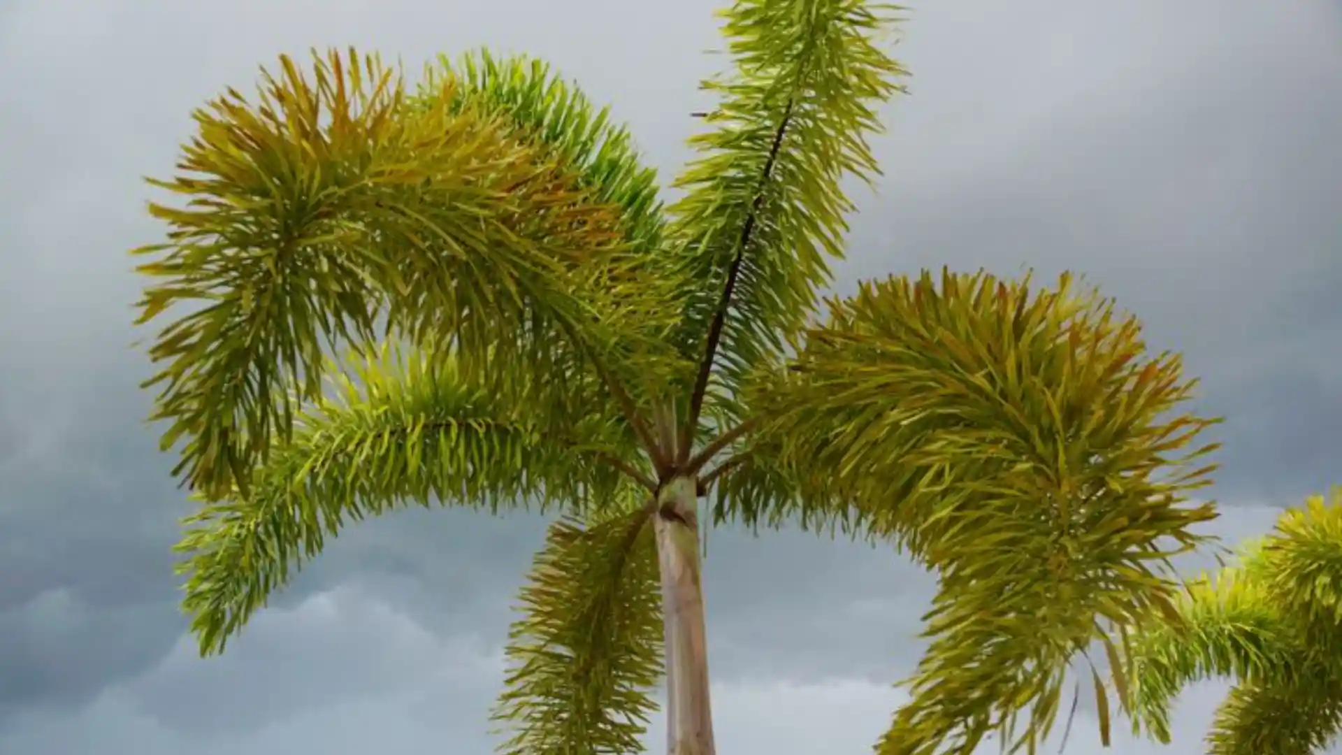 Foliage of a foxtail palm tree against a cloudy sky.